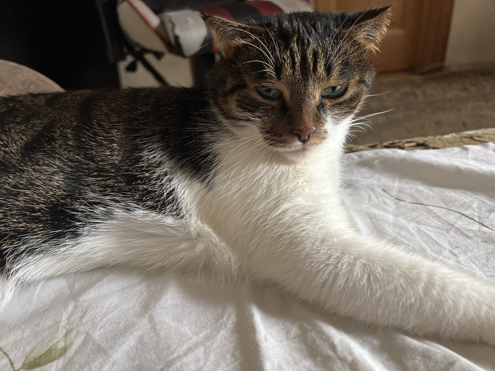 A tabby and white cat is lying on a white, rumpled sheet. The cat is facing the camera, with its head tilted slightly to the left and its eyes open and green. Its fur is a mix of brown, black, and white. The cat's left paw is extended forward, resting on the sheet. The background is blurred, but appears to be a room with some furniture. The image was taken in Kizilyurt, Russia.