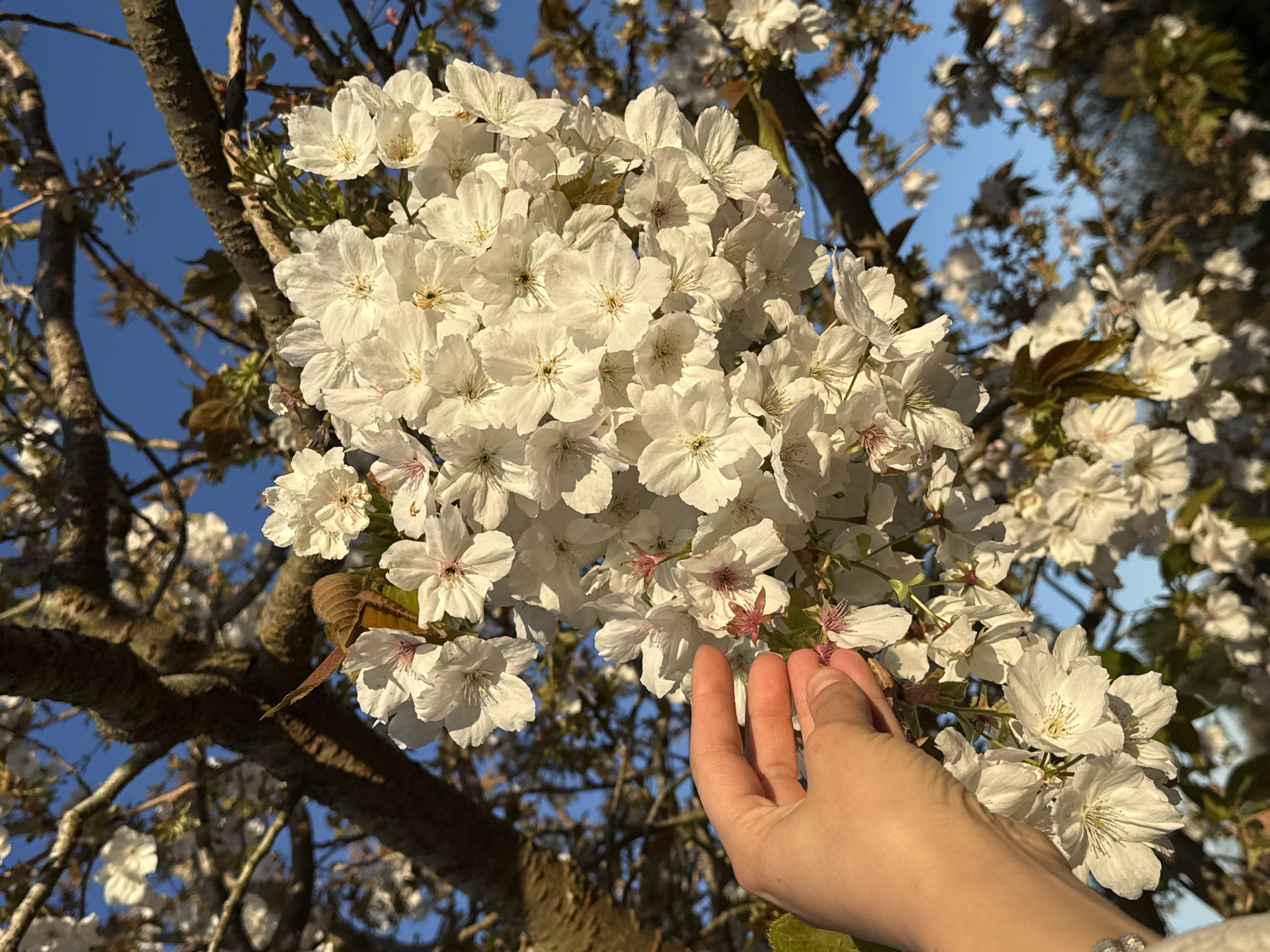 A close-up shot captures a cluster of white blossoms on a tree branch against a clear blue sky, with a hand reaching out to touch the flowers. The petals appear delicate with visible stamen. Branches frame the flowers and sky. The scene's location is unspecified, and the city of Great Yarmouth, United Kingdom, is not discernible from the image.