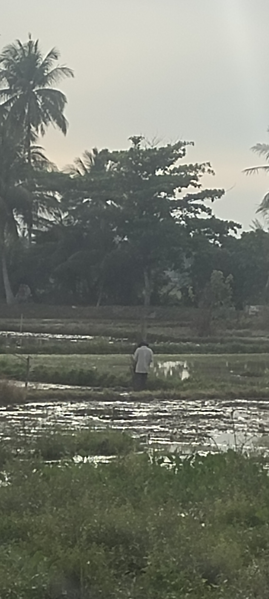 In Keudeteupinpunti, Indonesia, a person is walking through a flooded field under a hazy sky. The field is divided into raised rows and appears to be a rice paddy. Coconut trees and other foliage form a dense background. The individual, dressed in a light-colored shirt and dark pants, is facing away from the camera, with their back to the viewer. The water reflects the overcast sky, creating a shimmering surface. The overall scene suggests an agricultural setting at dawn or dusk, with a serene and overcast atmosphere.