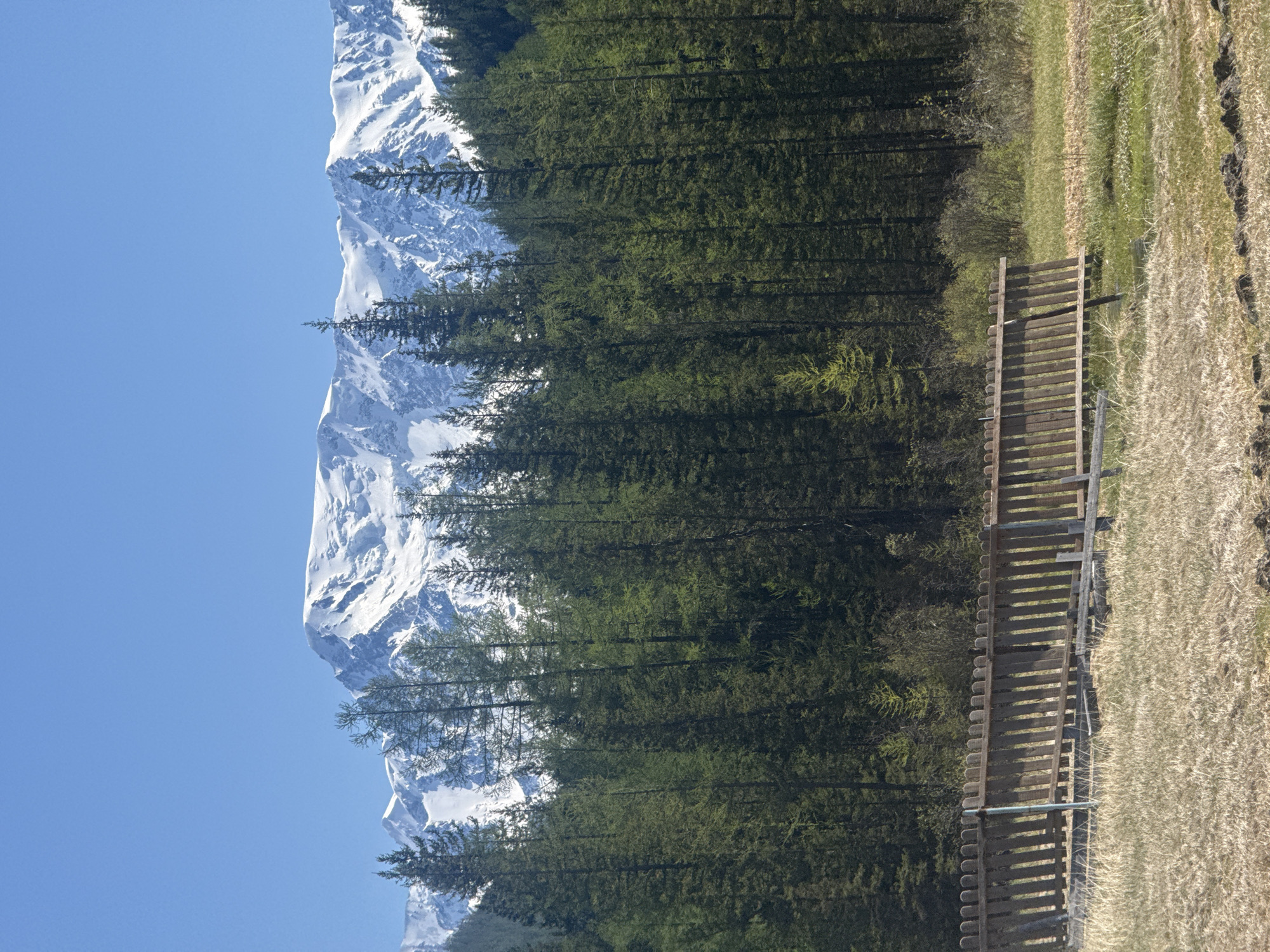 The image depicts a mountain landscape, possibly near Aktash, Russia. A snow-capped mountain range is partially obscured by a dense evergreen forest. In the foreground, there is a wooden fence or structure bordering a grassy field. The sky is clear and blue. There are no visible people or animals in the image.