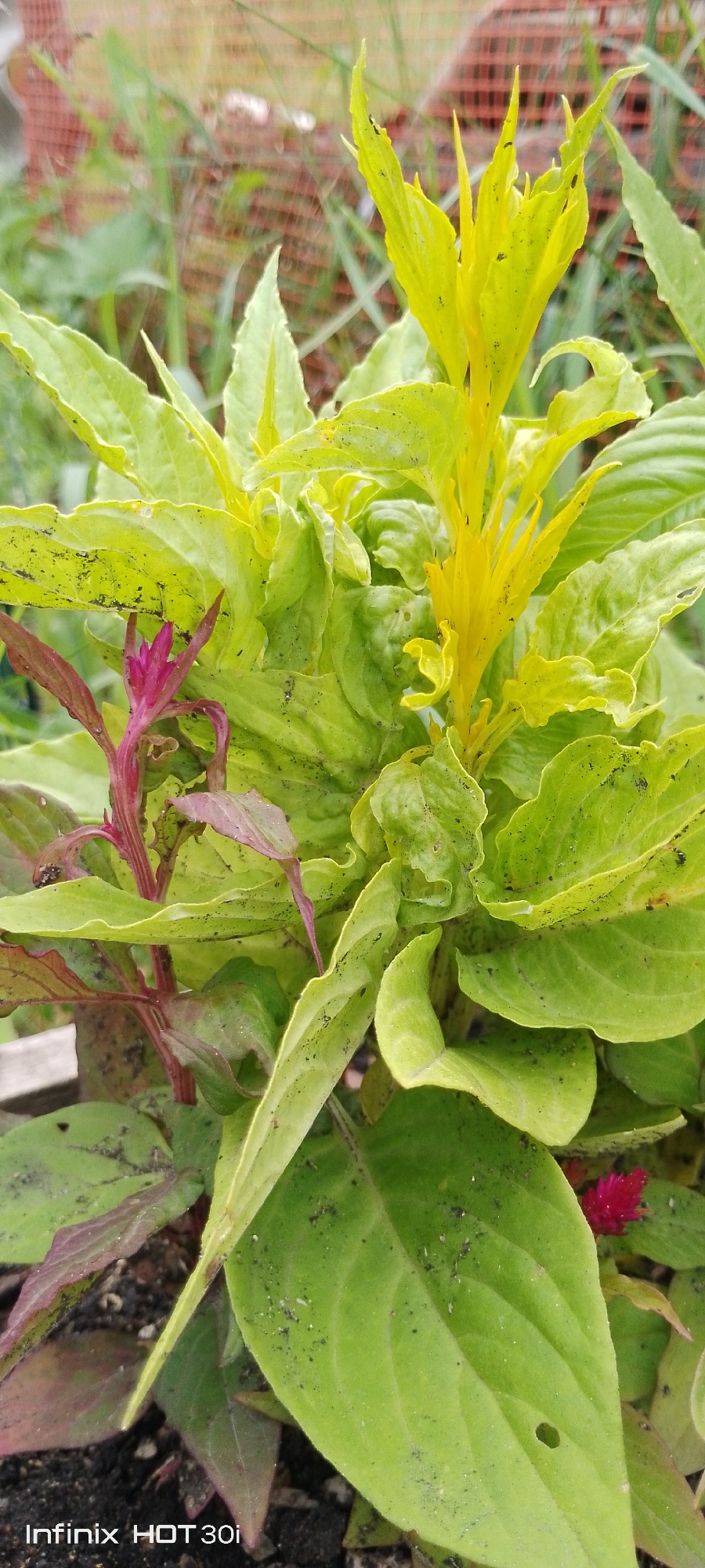 The image displays a close-up view of a plant with vibrant green leaves and a bright yellow flower spike. The leaves are broad and wavy, with some appearing slightly wilted. There are small black specks scattered on the leaves, possibly dirt or tiny insects. A smaller, deep pink flower is visible towards the left side of the frame, with dark reddish stems. The background is out of focus, showing hints of green foliage and what appears to be a wire fence with an orange/red hue. The bottom left corner of the image contains the text "Infinix HOT 30i", indicating the device used for capture. The overall scene suggests an outdoor garden or natural setting. There is no specific information about the city of Kedrovy, Russia, within the image.