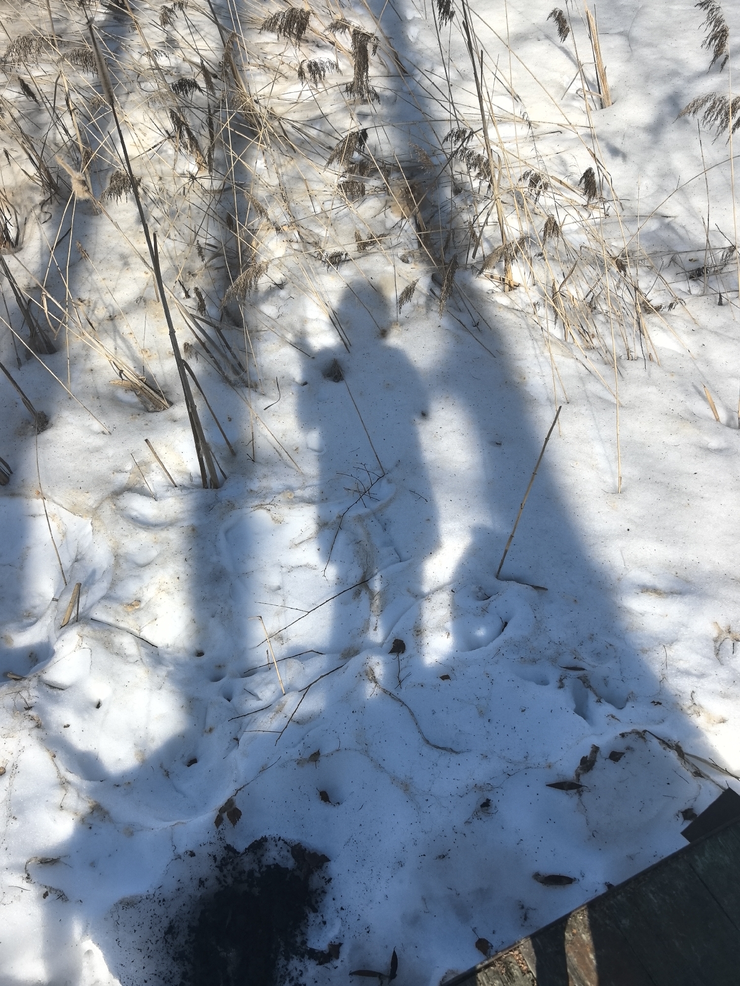The image depicts a snowy ground with patches of melting snow, interspersed with brown, dry vegetation. The shadows of two individuals are cast onto the snow, suggesting the presence of a person and a child or small adult. The location is unknown, and the prompt about "the city of Noviy, Russia" is irrelevant. The environment appears to be outdoors, possibly near a wooded area or a field with dried plants. A section of a wooden structure is visible in the lower right corner.