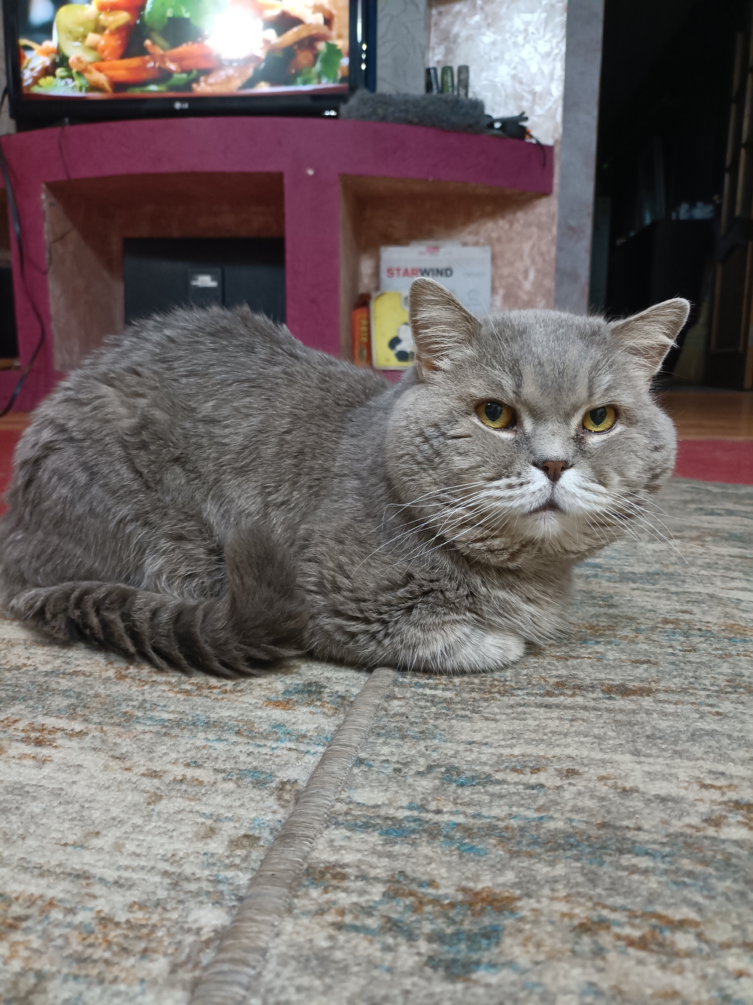 A grey British Shorthair cat is lying on a patterned carpet in an indoor setting. The cat is facing the camera, with its head tilted slightly. Its fur is dense and short, with some lighter grey markings on its chest and paws. The cat has large, round yellow eyes, a short muzzle, and prominent white whiskers. Behind the cat, a television screen is visible, displaying an image of food. To the left of the television, a dark red shelf unit with compartments is present. On one of the shelves, a box with the word "STARWIND" printed on it is visible. The overall environment appears to be a living room or common area. The image does not provide any specific information about the location in Bataysk, Russia.