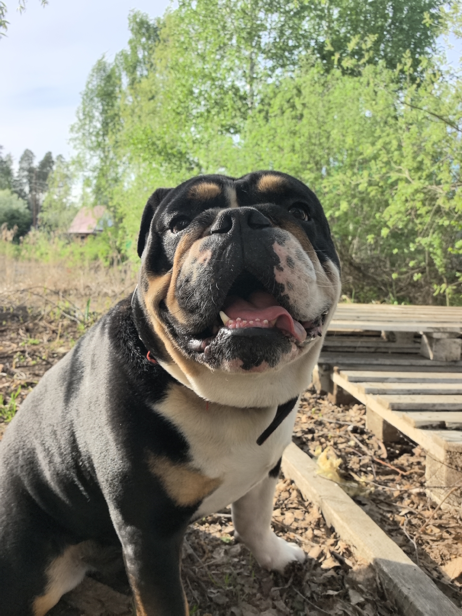 A bulldog sits on the ground with stacks of wooden planks behind it. The dog is black, white, and tan with a wrinkled face and open mouth showing its tongue. Green trees are visible in the background, with a glimpse of a red-roofed building. The location appears to be outdoors in a semi-rural area. There is no information on whether this photo was taken in the city of Noviy, Russia, but based on the architectural style and foliage, it is possible.