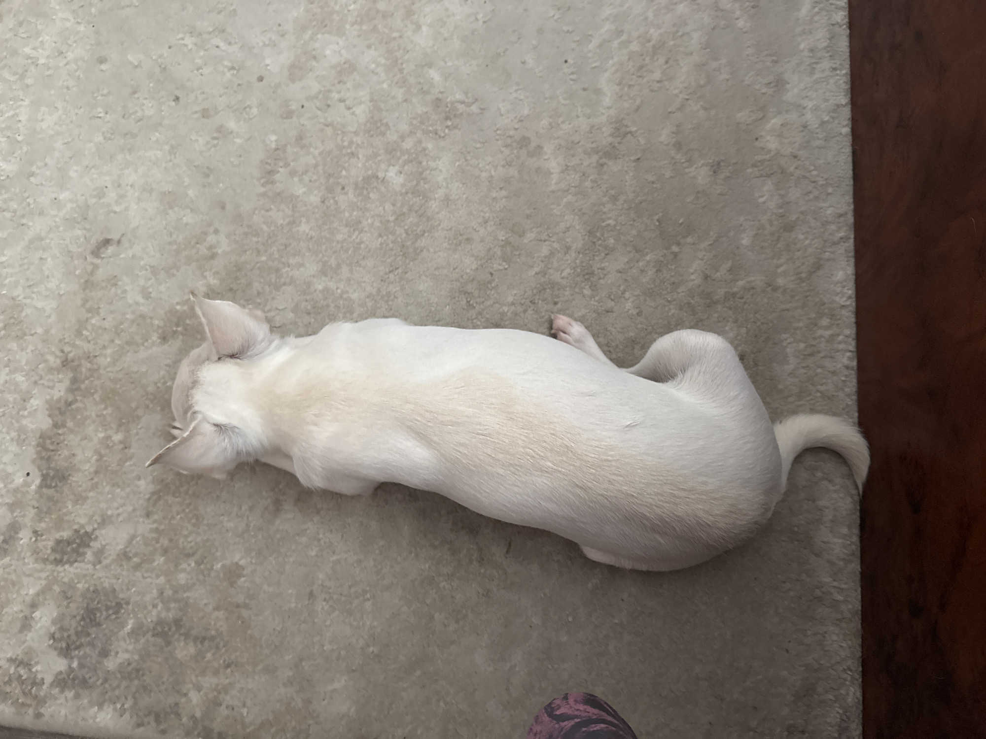 A top-down, medium shot captures a light-colored, short-haired chihuahua dog lying on a textured, light gray floor. The dog is positioned centrally in the frame, with its head facing upwards and slightly to the left. Its body is elongated, with its hind legs tucked beneath it and its tail curled around its rear. A hint of a purple and black patterned object is visible on the far left of the frame, partially obscured. The floor appears to be a tiled surface with subtle variations in color and texture. A dark brown wooden surface is visible along the bottom edge of the frame. There is no indication of the specific location within Novosibirsk, Russia.