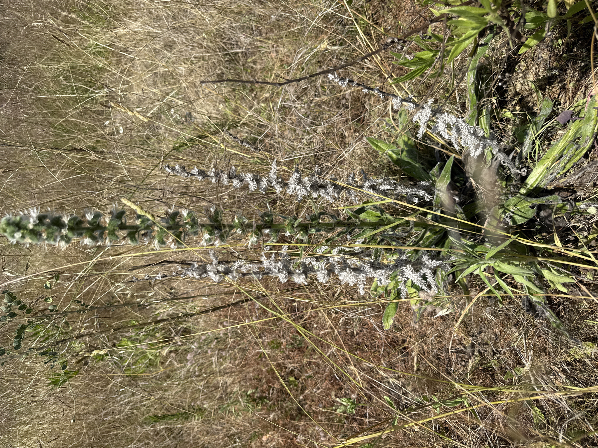 This is a high-angle, medium shot of a dry, grassy field with a vertical spike of white flowers in the foreground. The flower spike is fuzzy and appears to be a part of a larger plant with broad, green leaves clustered at its base. The surrounding vegetation is dry and golden, with many thin, straw-like stalks crisscrossing the frame. Some darker, thinner branches are also visible amongst the dry grass. The lighting suggests it is daytime, with shadows present. The scene appears to be a natural, outdoor environment, likely a meadow or field in a rural area. The focus is on the plant and its texture against the background of dry grass. There is no visible text.