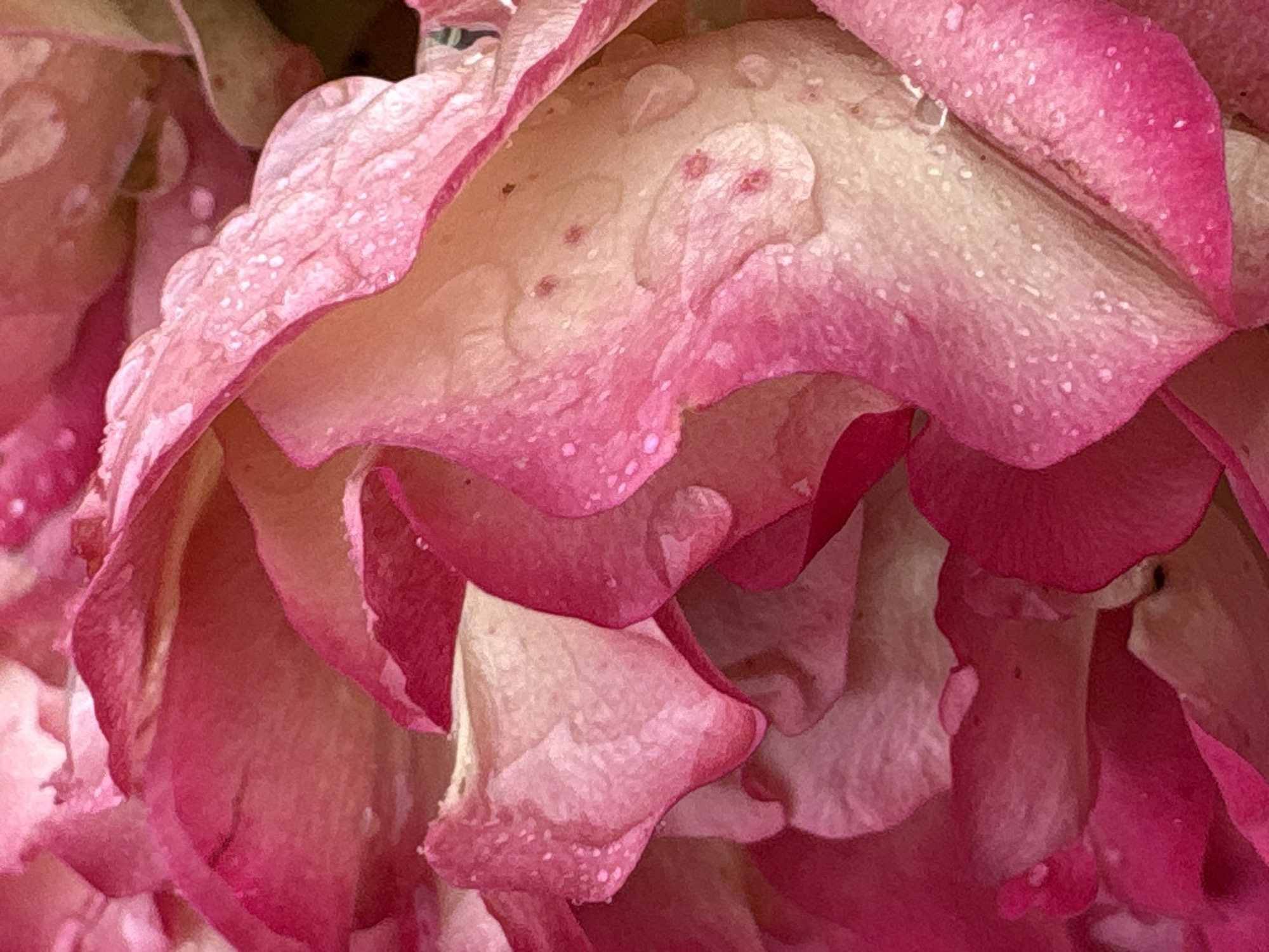 The image is a close-up, detailed photograph of pink rose petals with water droplets on them. The petals exhibit a gradient of pink hues, from deep fuchsia to lighter shades, with some areas appearing almost white. The water droplets are visible as small, reflective spheres and streaks on the textured surface of the petals. The lighting highlights the delicate texture and sheen of the rose. There are no people, objects, or environmental details that suggest a specific location in Bobrov, Russia, or any other city.