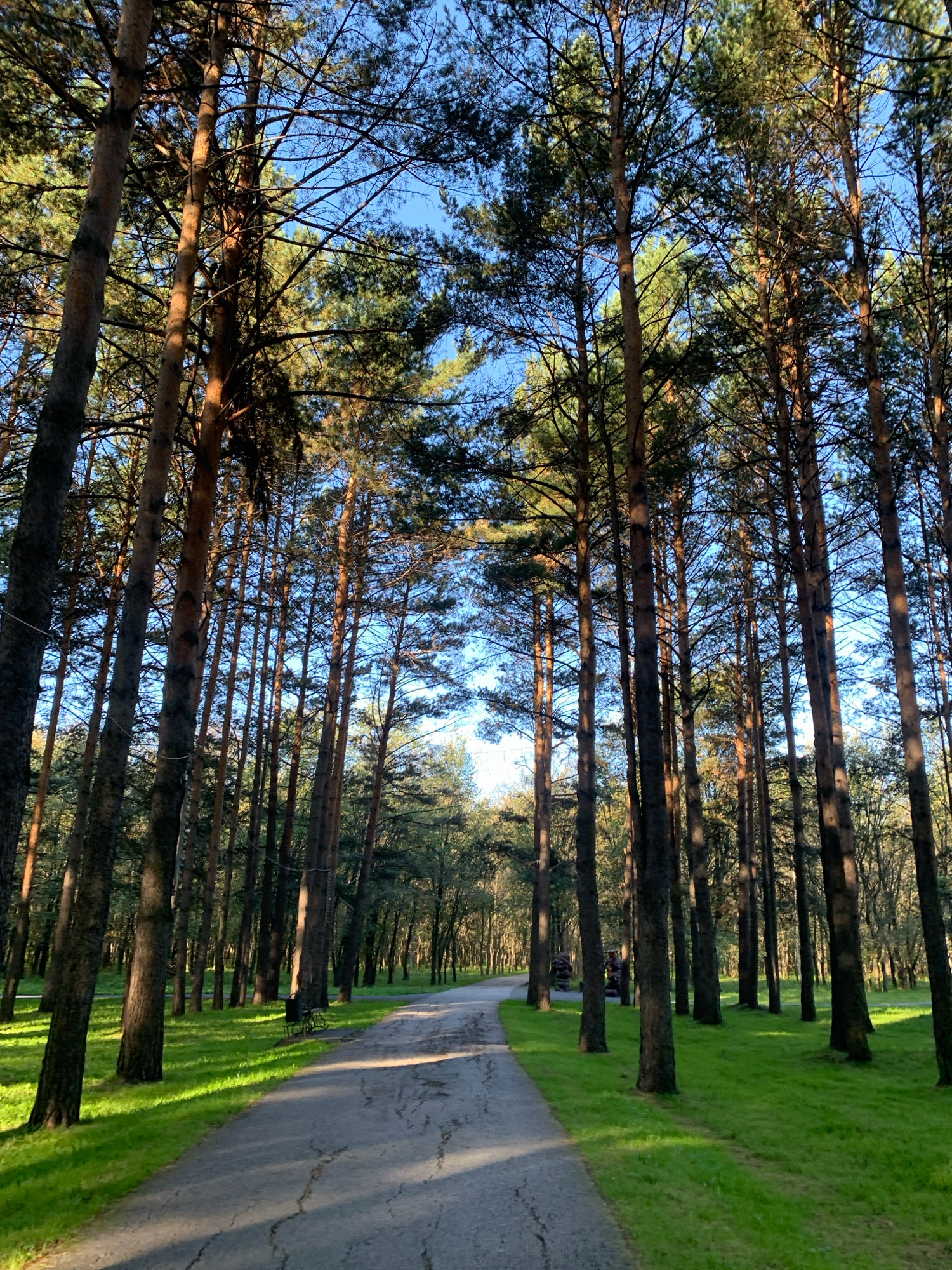 The image depicts a paved path winding through a dense forest of tall pine trees. Sunlight streams through the branches, casting long shadows on the path and illuminating the vibrant green grass on either side. The trees are closely spaced, creating a natural canopy overhead, with a clear blue sky visible in the gaps. In the distance, the path curves out of view, hinting at a larger park or forest area. A solitary bicycle is parked on the grassy verge near the path. The scene suggests a tranquil and natural setting, likely within a park or recreational area. This appears to be the park named "Pionerov" in Prokopyevsk, Russia.