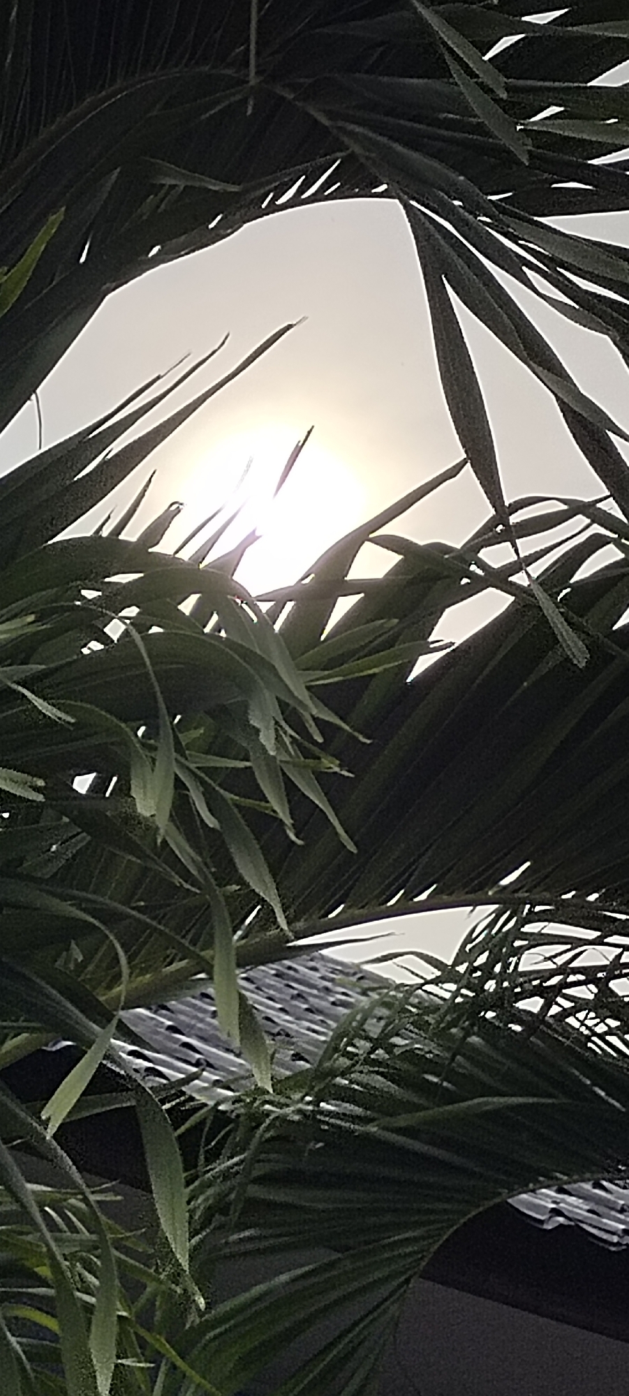 The image shows a view looking up through the fronds of a palm tree towards the sun, which is partially obscured by the leaves and appears as a bright disc with rays emanating from it. The sky is a pale white or light gray, suggesting either an overcast day or a very bright, blown-out exposure of the sun. The palm fronds are dark green and appear to be in the foreground, with some lighter green leaves closer to the viewer. In the lower portion of the image, a dark, textured surface with a pattern of parallel lines is visible, which may be a rooftop or a shaded ground area. The scene is likely outdoors, possibly in a tropical or subtropical climate, consistent with the presence of palm trees. The location is identified as Lhokseumawe, Indonesia.