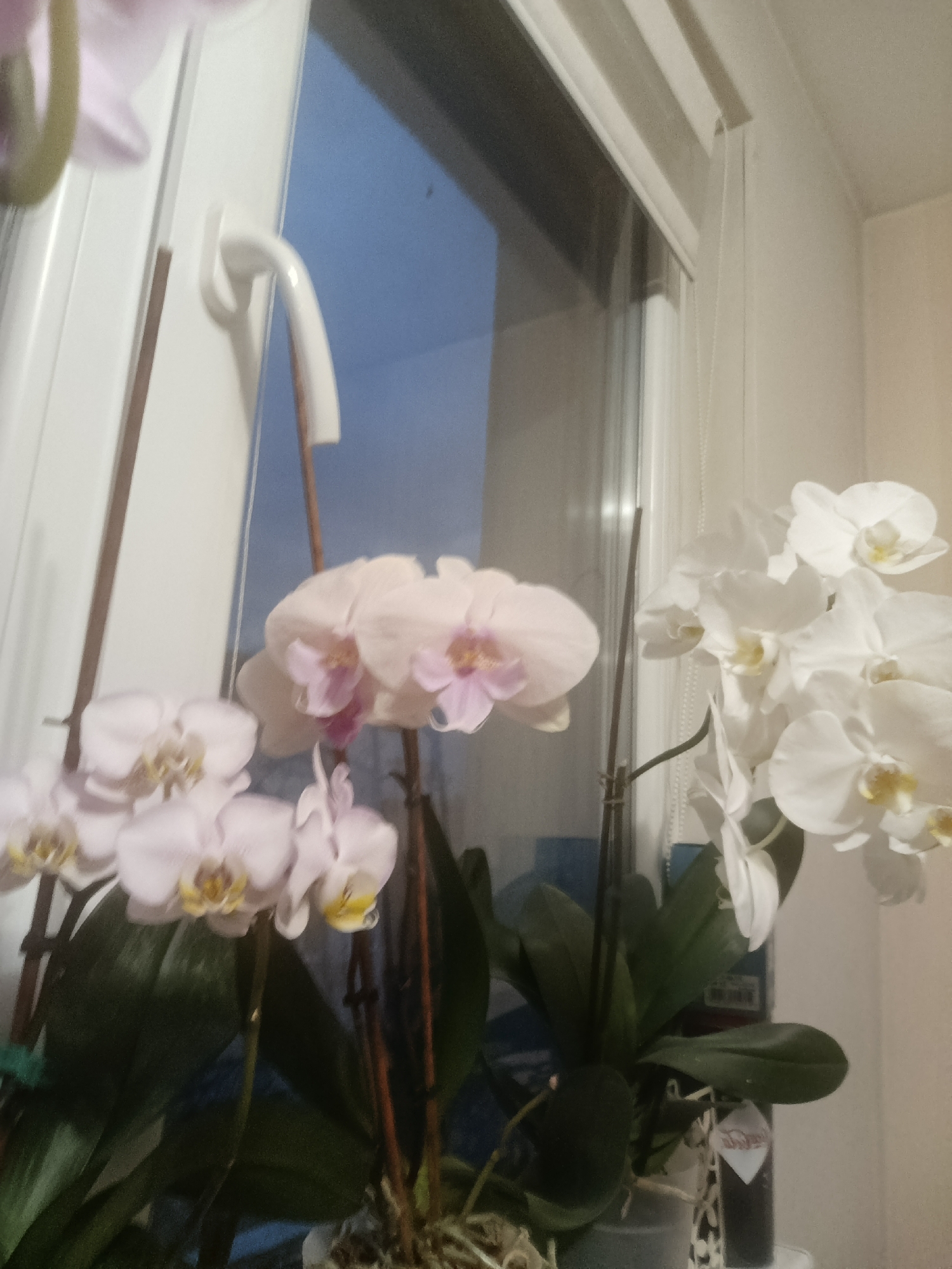 The image shows three potted orchid plants in front of a window. Two of the plants have white flowers, and one has light pink flowers. The plants are in pots on a windowsill, and the window looks out onto a blurry view. The window appears to be in a residential setting. There is not enough information to confirm location in Haskovo.