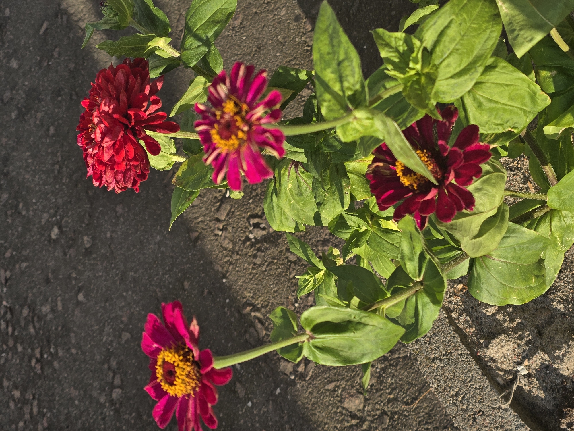A close-up, high-angle shot shows a cluster of vibrant zinnias with dark pink and red petals and bright yellow centers. The flowers are in bloom, with some buds visible. The plants have lush green leaves and are growing outdoors. The background consists of dark, gritty soil and a patch of rough, grey pavement, indicative of an urban or suburban environment. The lighting suggests it is either early morning or late afternoon, with the sunlight casting shadows. The scene is set in Sofiivska Borshchahivka, Ukraine. There are no people or animals in the frame.