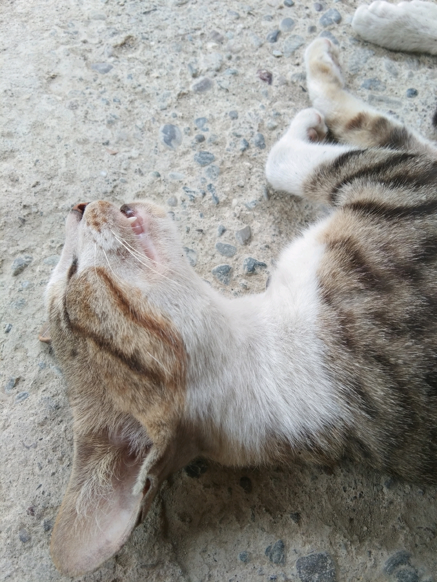 In Karangsambung, Indonesia, a cat lies on a concrete surface strewn with gravel. The cat, with tabby markings and white fur on its chest, is positioned on its back with its head tilted upwards, revealing its mouth slightly open and teeth visible. Its ears are prominent, and its body stretches out across the textured ground. The lighting suggests it is daytime, and the overall environment appears to be outdoors, possibly a courtyard or pathway.