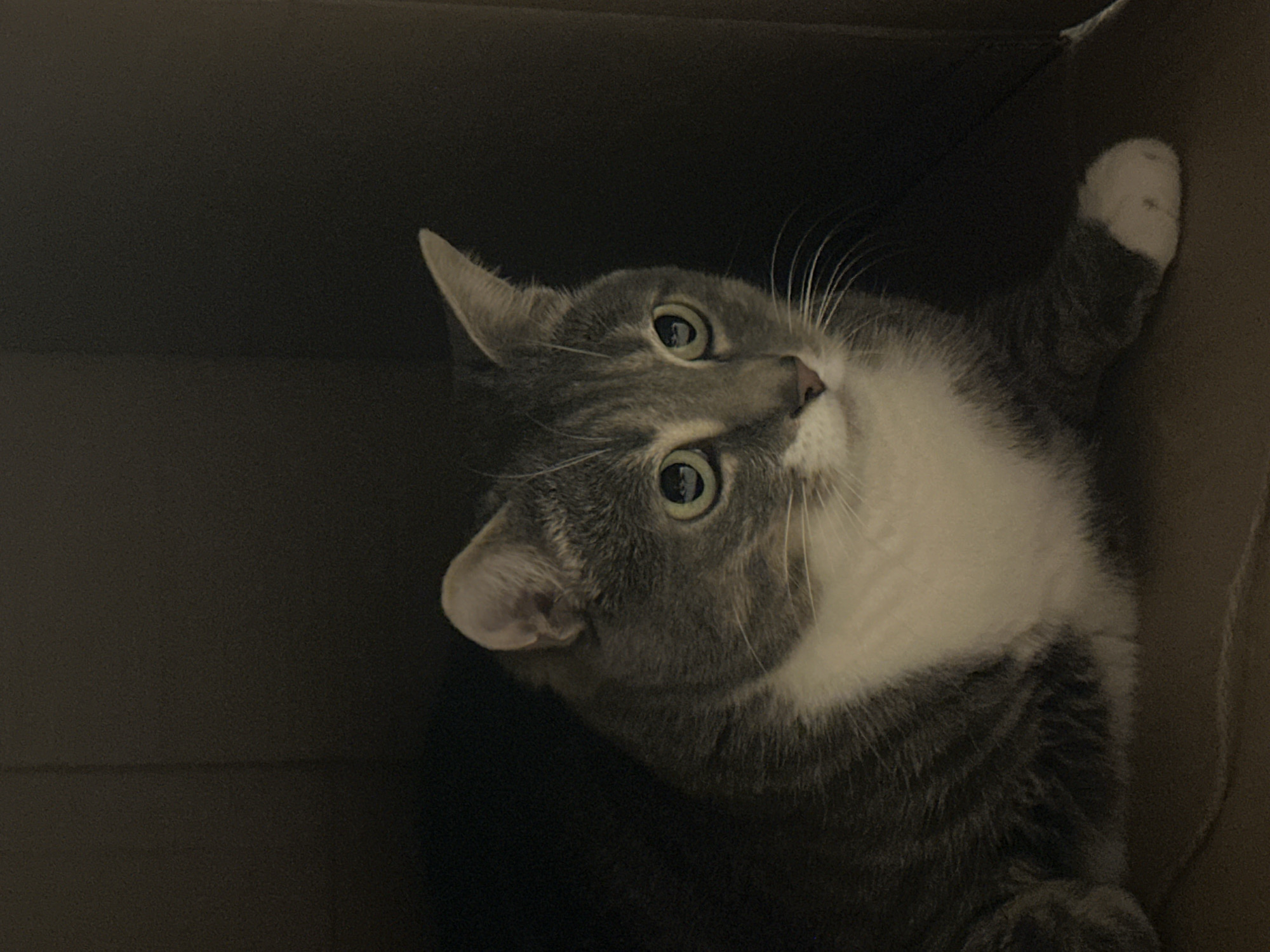 A close-up, waist-up indoor shot features a gray and white tabby cat in a dark cardboard box. The cat's head is turned slightly to its right, with its large, round, green eyes focused forward. Its ears are perked up, and its whiskers are prominent. The cat has a white chest and a white front left paw. The lighting is dim, casting shadows and highlighting the cat's fur and facial features. The background is a dark, textured surface, likely the inside of the box. The overall impression is one of quiet observation or caution. The location of this scene is Unknown, Unknown.