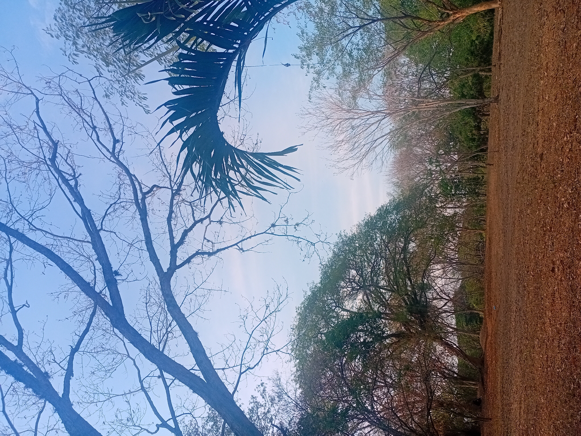 The image shows a view looking up at trees and the sky. The foreground is dominated by brown, dry ground, possibly covered in fallen leaves. Several trees are visible, some with dense green foliage and others with bare branches, suggesting different species or seasonal changes. A palm frond is prominent in the upper left corner. The sky is light blue. The image appears to have been taken outdoors in Parroquia Ocumare, Venezuela. There are no people visible in the photograph.