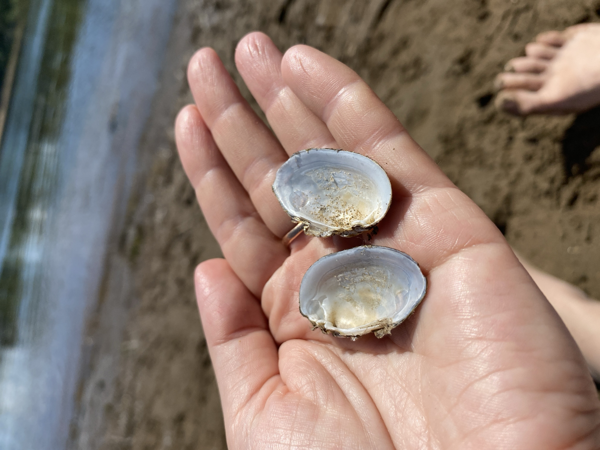 A close-up shot captures a person's open palm holding two small, light-blue and white seashells. The seashells are situated on the palm with their concave sides facing upwards. The background is a blurred scene of a sandy shore with a body of water beyond, suggesting a natural environment, possibly a beach or riverbank. The image is taken from a perspective that emphasizes the shells and the hand. The location is not explicitly identifiable within the city of Chaikovsky, Russia, based solely on the visual information provided in the image.