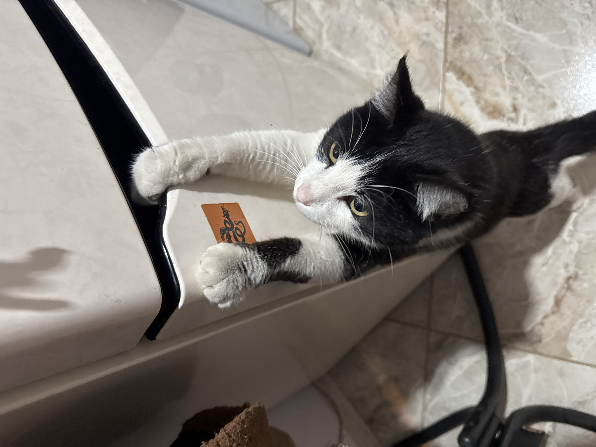 A black and white cat is shown hanging from the edge of a light-colored appliance, possibly a washing machine or dryer. The cat's front paws are gripping the edge, with its body hanging downwards. The cat's face is visible, looking upwards with yellow eyes. A small orange sticker is visible on the appliance. The floor is tiled with a marble pattern. The image appears to be taken indoors, likely in a residential setting. There is no information in the image to suggest a location in Dobrovske rural settlement, Ukraine.