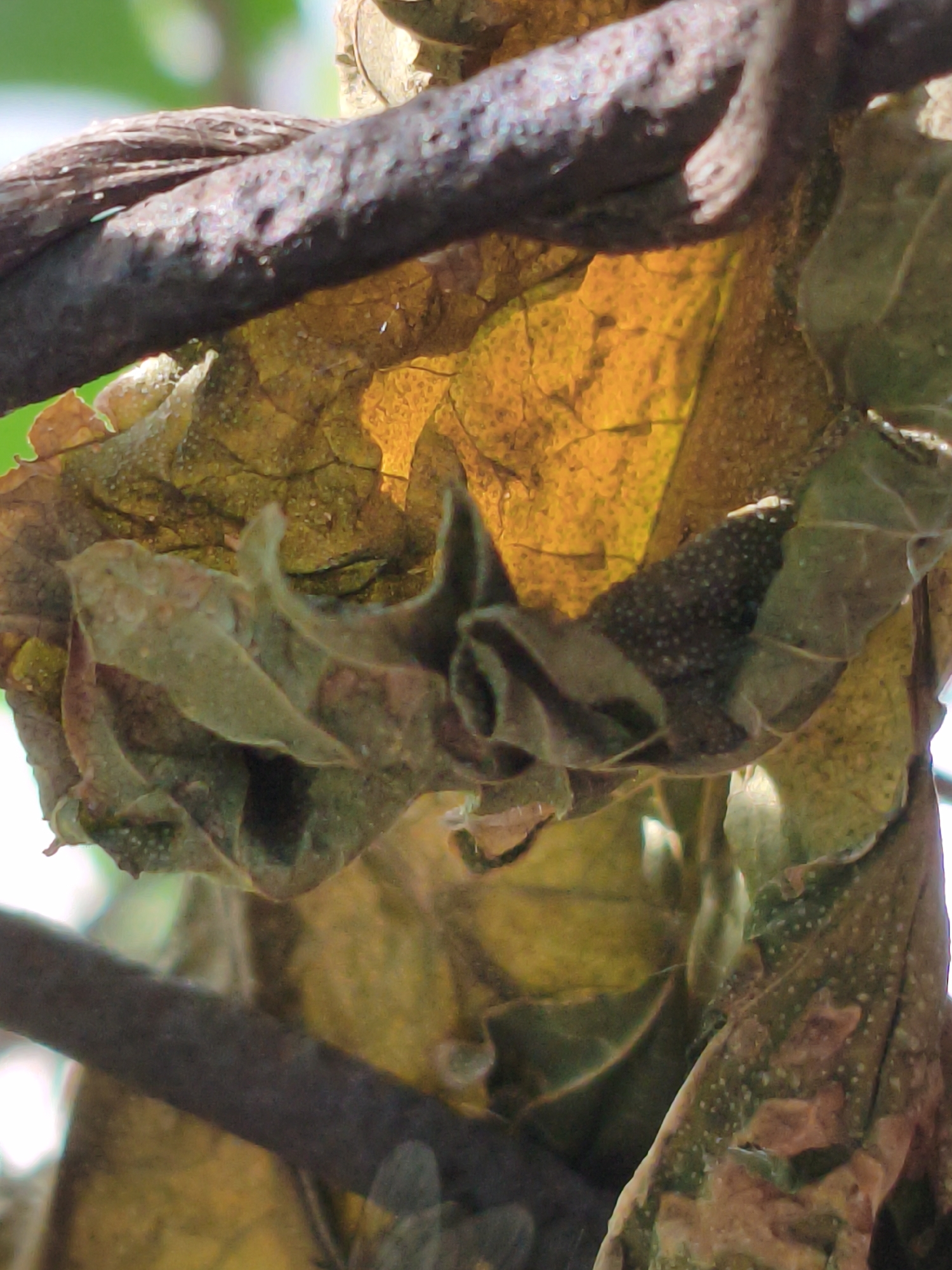 This is a close-up, vertical, macro photograph of dried, decaying leaves intertwined with a dark, woody vine. The leaves are in various states of decomposition, displaying a palette of yellows, greens, and browns. Some leaves are translucent, allowing light to pass through and highlight their intricate vein structures. Others are curled and creased, showing their age and fragility. The vine appears rough and textured, possibly a mature stem of a climbing plant.
The scene is set outdoors, with hints of green foliage and bright, out-of-focus background elements suggesting natural lighting. The overall impression is one of autumn or late summer, with the natural process of decay and the changing seasons. The lighting suggests it could be daytime, possibly under dappled sunlight due to the bright highlights and shadows on the vine and leaves.
There are no people or specific objects other than the natural elements of the plant. No text is visible in the image. The focus is on the textural details and the organic forms of the dying plant material, creating an intimate and detailed study of nature's decomposition cycle. The composition is abstract, emphasizing the patterns and colors within the subject matter. The location context of Orenburg, Russia, implies a temperate climate where such autumnal leaf decay would be common.