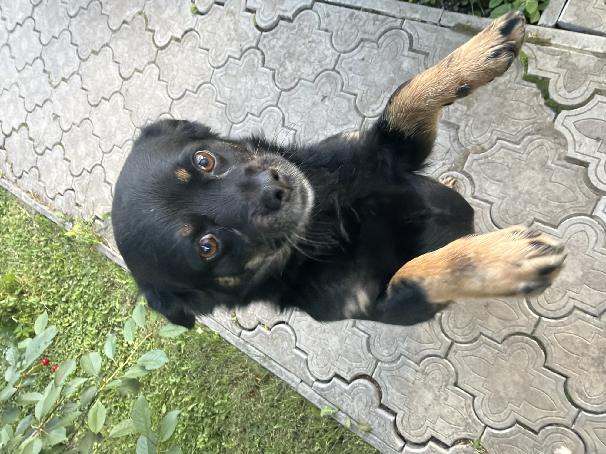 A black and tan dog is standing on its hind legs on a decorative stone pathway. Its front paws are raised towards the viewer. The dog has brown eyes and a short snout. To the left of the dog, there is green grass and a leafy plant with two red berries. The pathway is made of interlocking, light-colored stones with an embossed pattern. The scene appears to be outdoors, possibly in a garden or yard, given the presence of grass and plants. The location is identified as Kozova, Ukraine.