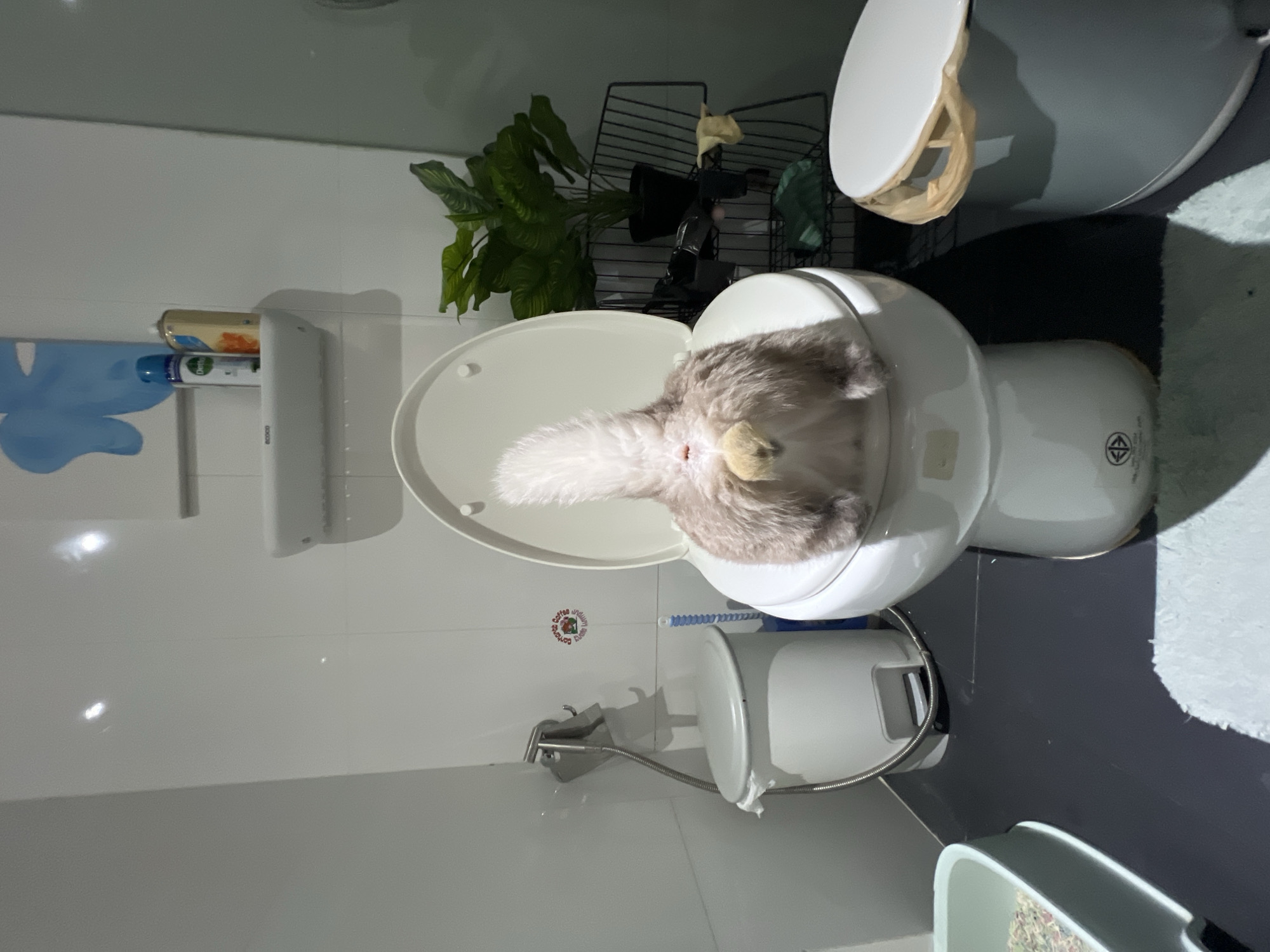 The image depicts a bathroom interior. A white toilet is prominent, with its lid open and a plush, light-colored toy cat resting on the seat. To the left of the toilet are a blue item and bottles on a wall-mounted shelf, along with a houseplant in the background. Behind the toilet, there is a dark-colored shelving unit. A grey tiled floor is visible, and a trash can is in the foreground.
