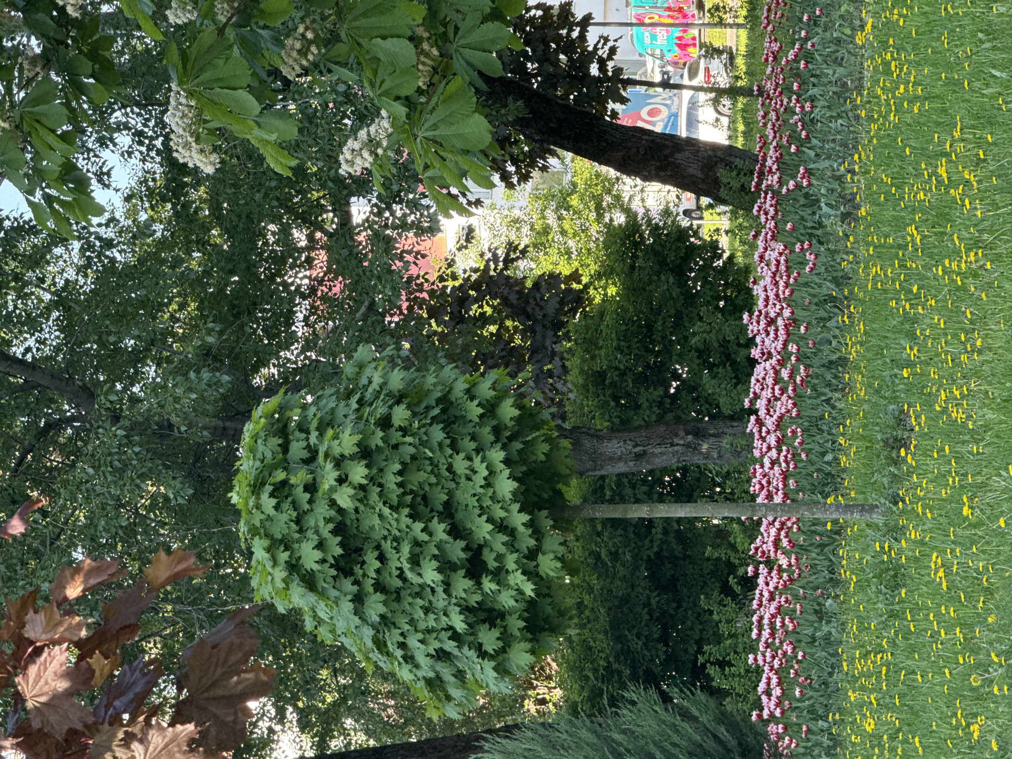 The image depicts an outdoor scene in Moscow, Russia, showcasing a variety of vegetation. There are multiple trees, including one with distinctive white blossoms at the top left of the frame. Another tree has a rounded, dense green canopy, situated centrally. A line of red and white flowers borders a grassy area abundant with yellow flowers. In the background, hints of urban infrastructure, such as buildings and signage, are visible, further indicating a city location. The photo is taken from a low-angle perspective, emphasizing the height and density of the trees and foliage.