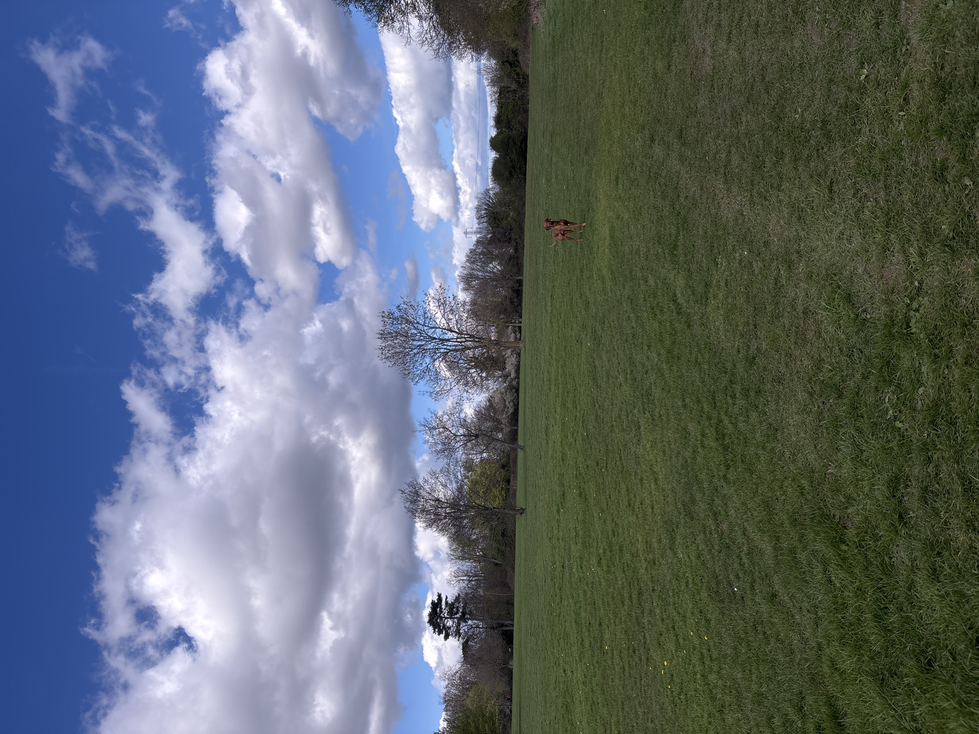 A grassy field in Broxbourne, United Kingdom, under a sky with scattered clouds. The left side of the image features a blue sky interspersed with white and grey clouds. A line of trees separates the sky from the field. On the right side, a dog stands in the grass. The field slopes slightly upward from left to right.