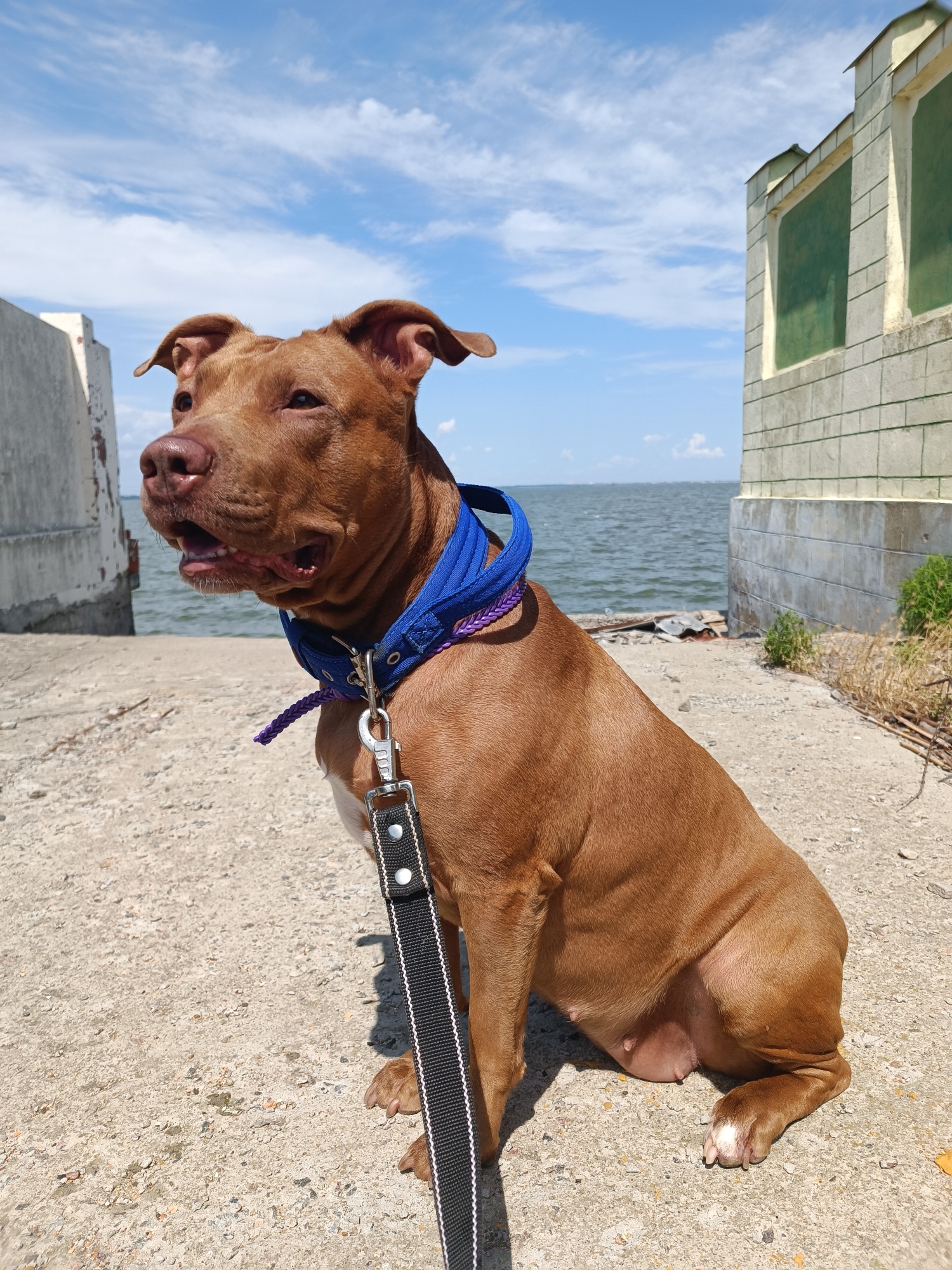 In Zatoka, Ukraine, a brown pit bull terrier sits on a concrete surface near the sea. The dog wears a blue collar and a black leash. Behind the dog, the sea stretches to the horizon under a bright blue sky with scattered clouds. To the left, a tall, weathered concrete structure stands, and to the right, a light-colored building with green-tinted windows is visible. The ground is concrete with scattered debris and dry vegetation. The scene appears to be an outdoor, possibly derelict, location by the water.