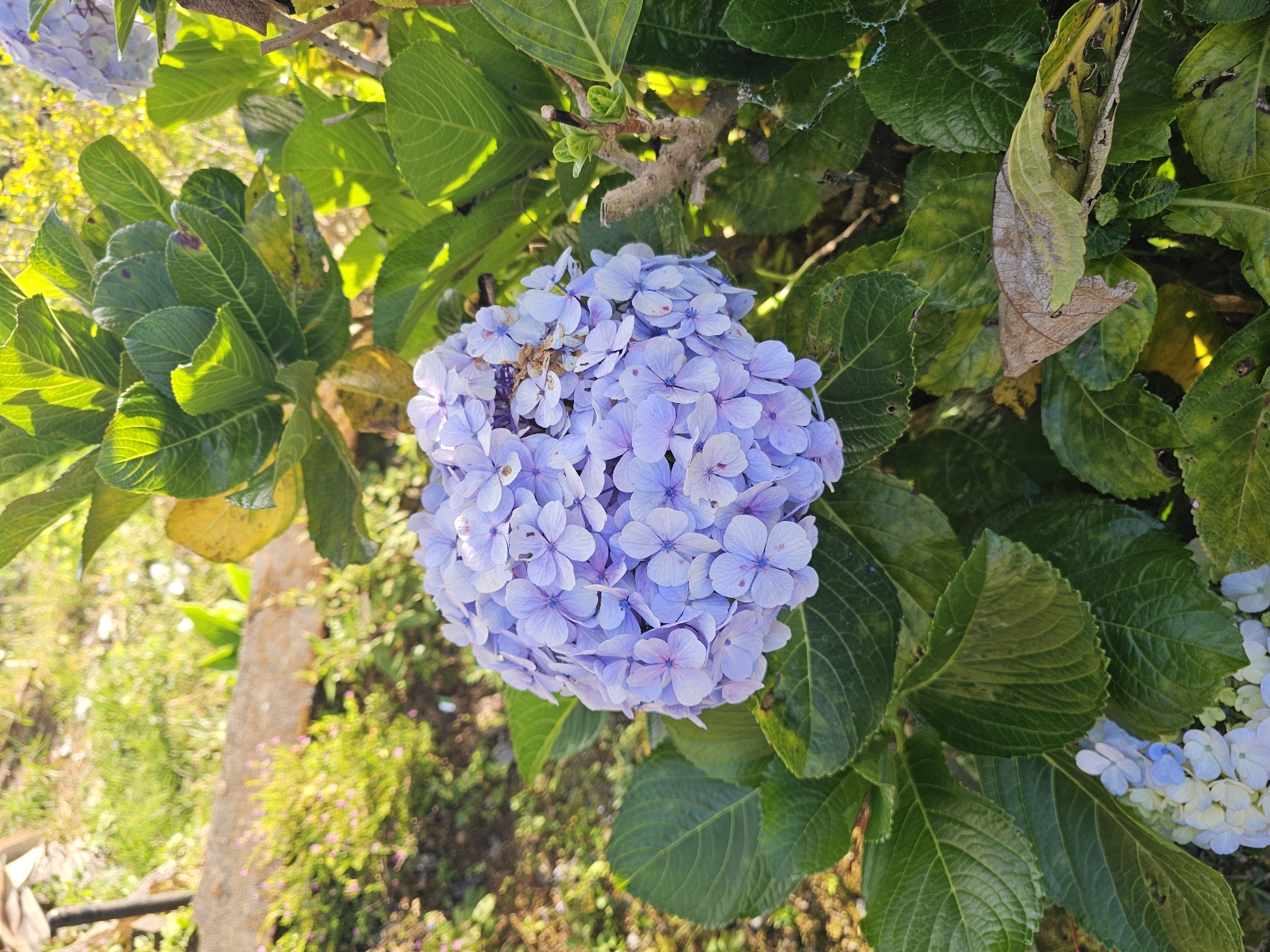 A cluster of pale purple hydrangeas dominates the foreground of this image, set against a backdrop of lush green foliage and dappled sunlight. The flowers are composed of numerous small, star-shaped petals, with some showing hints of pink and blue. Surrounding the main bloom are large, textured green leaves, some of which appear slightly weathered or yellowed. In the lower portion of the frame, another smaller cluster of lighter blue and white hydrangea flowers is visible, partially obscured by the leaves. The background reveals a soft-focus scene of a garden with dry soil, scattered dry leaves, and a blurred wooden log. The lighting suggests it is daytime, with sunlight creating highlights on the leaves and flowers. This scene was captured in Tlahab, Indonesia, a location known for its verdant landscapes and agricultural beauty, likely during a season conducive to hydrangea growth.