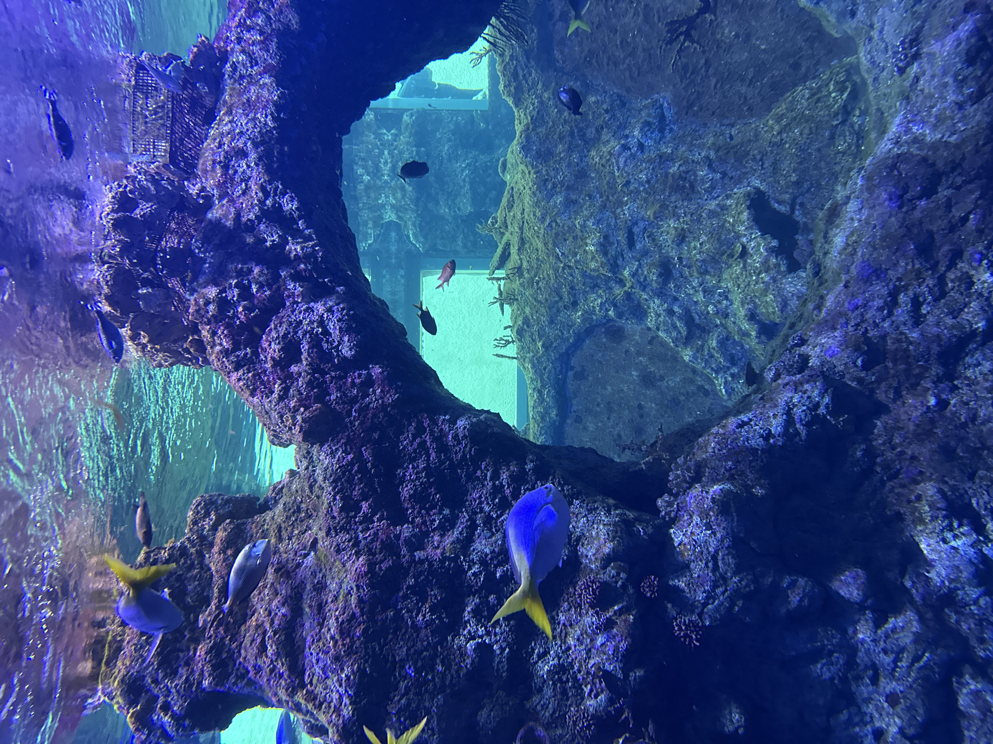 The image depicts an underwater scene, likely within an aquarium. The central focus is a rocky structure forming an archway, possibly artificial, designed to mimic a natural reef environment. Several fish species are visible, including a blue and yellow fish prominently positioned in the foreground and numerous smaller, darker fish scattered throughout the scene. The water has a blue hue, indicative of artificial lighting used in aquariums. In the background, through the archway, is what appears to be a window or viewing area, suggesting this is an exhibit for public viewing.
Based on the presence of similar aquarium exhibits with rocky archways and diverse fish species, it is highly probable that this image originates from the Wrocław Zoo's Africarium in Wrocław, Poland.