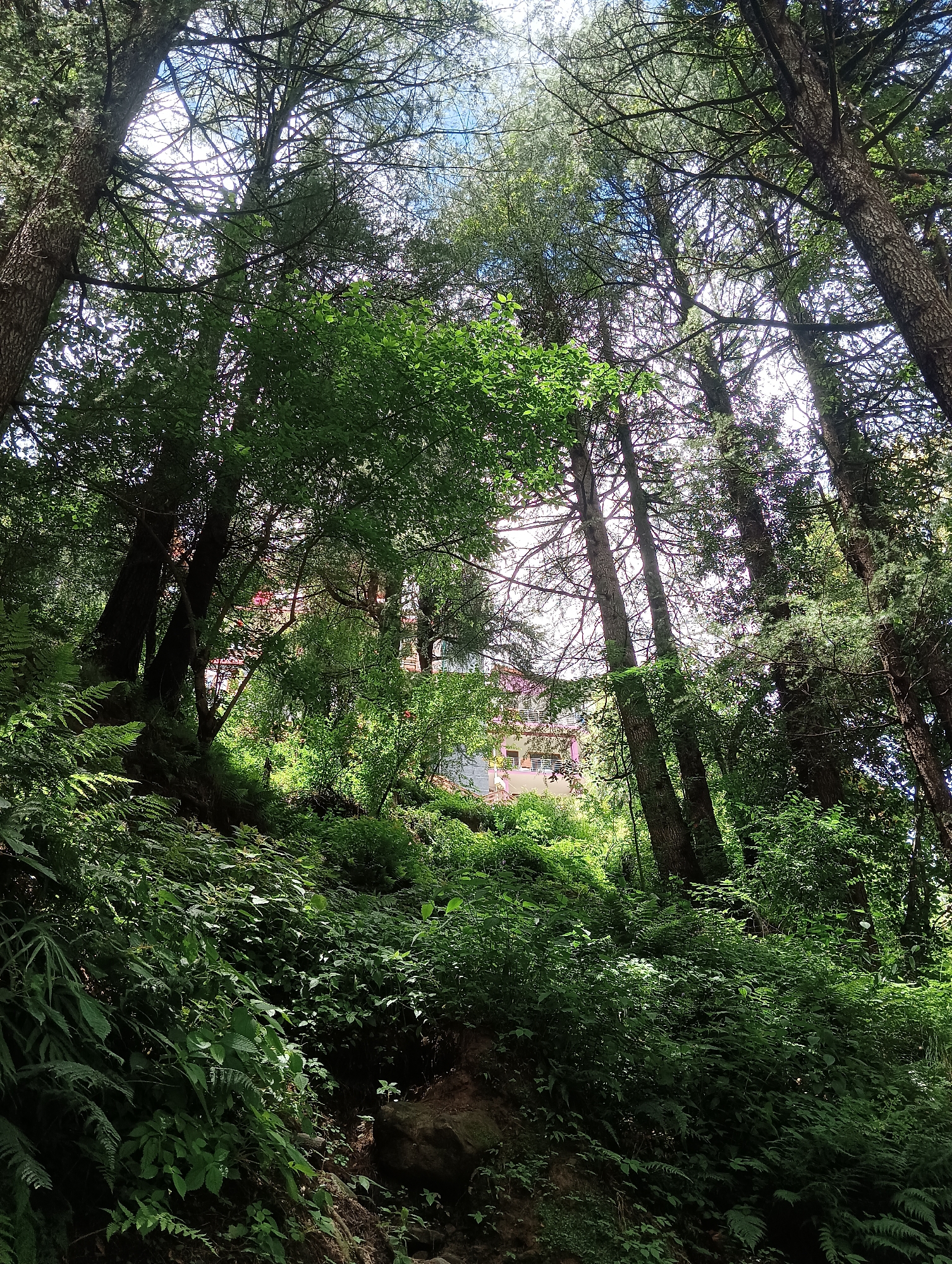The image depicts a verdant, sun-dappled forest scene, likely in or around Manali, India. Tall pine trees dominate the foreground, their branches interlacing and creating a canopy through which sunlight filters. The forest floor is covered in dense undergrowth, including ferns and other lush green vegetation, suggesting a humid and thriving ecosystem. In the background, partially obscured by the trees and foliage, a multi-story building with a pink facade and white window frames is visible. This building appears to be situated on a slope, consistent with the hilly terrain often found in the Manali region. The overall impression is one of a natural, somewhat wild environment interspersed with human habitation. No people or animals are discernible in the image.