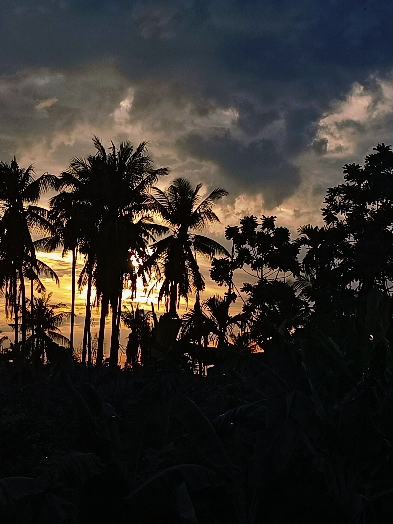 This is a vertical, silhouetted photograph of a tropical sunset over the village of Blang Cut, Indonesia. The sky is filled with dark, dramatic clouds tinged with the orange and yellow hues of the setting sun. In the foreground, the dark silhouettes of numerous palm trees and other tropical foliage create a dense, layered effect against the vibrant sky. The sun's rays are visible peeking through the fronds of the palm trees, adding a dramatic highlight to the scene. The lower portion of the image is almost entirely black, obscuring any ground details.