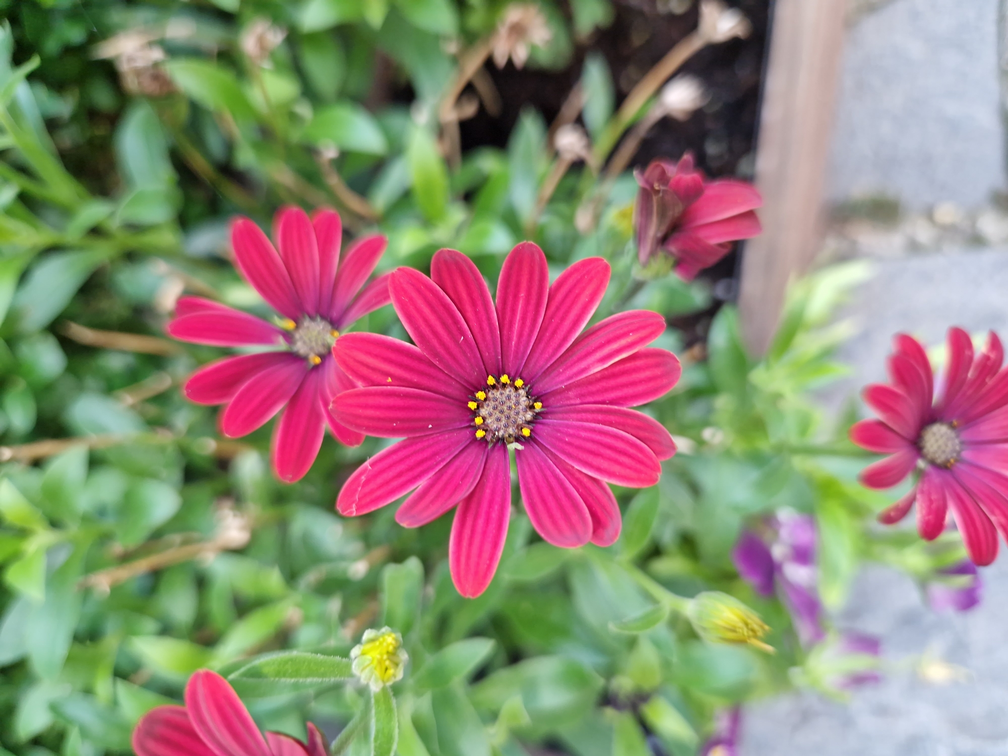 The image is a close-up, eye-level shot of several bright pink daisy-like flowers with yellow centers, set against a blurred background of green foliage. The flowers are in various stages of bloom, with some fully open and others partially closed or in bud. The focus is sharp on the central flower, revealing the texture of its petals and the cluster of tiny yellow florets in its center. The background foliage is soft and out of focus, creating a bokeh effect. The overall impression is one of vibrant natural beauty. The image does not contain any information about the city of Panagyurishte, Bulgaria, nor does it depict any people, actions, or interactions.