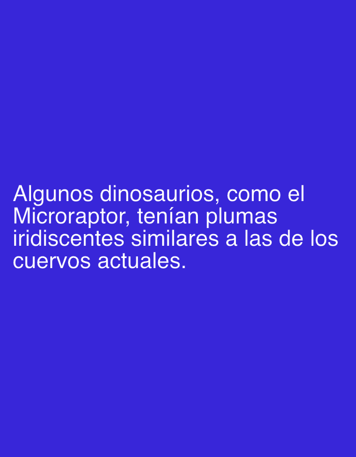 The image features white text presented against a solid, vibrant blue background. The text, in Spanish, states: "Algunos dinosaurios, como el Microraptor, tenían plumas iridiscentes similares a las de los cuervos actuales." This translates to "Some dinosaurs, like the Microraptor, had iridescent feathers similar to those of modern crows." The informational text is centrally aligned and occupies the lower portion of the frame. No other subjects, objects, or specific scene elements are visible in the media file.