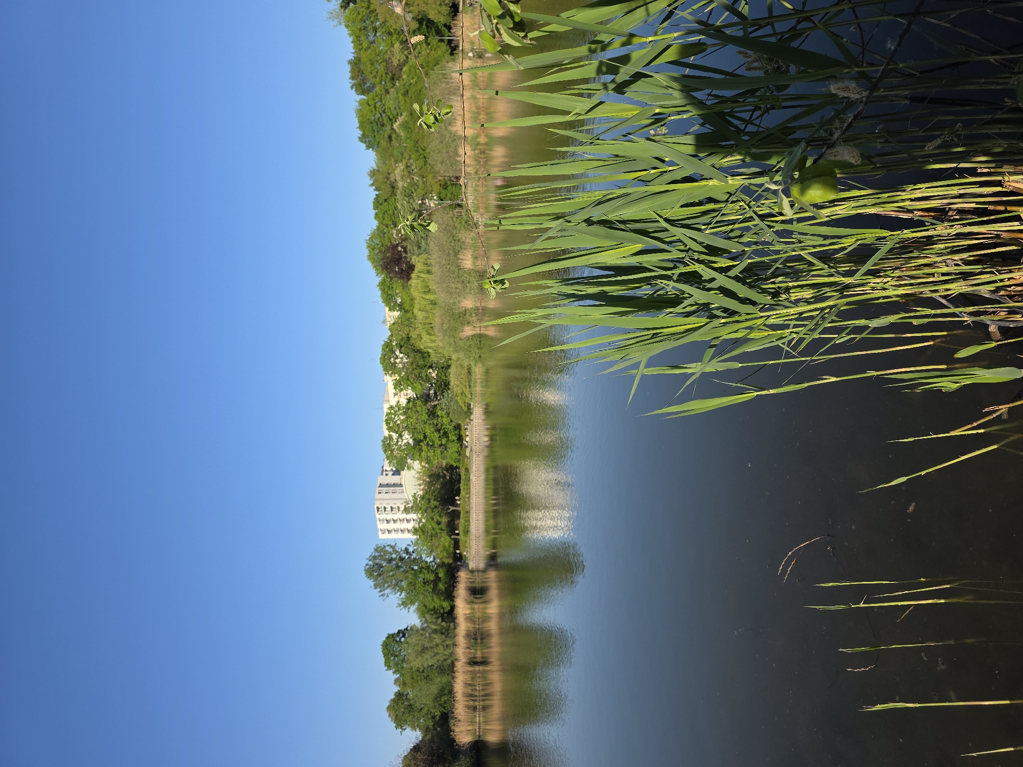 A still, dark body of water reflects a blue sky and a shoreline of greenery, trees, and a multi-story white building, likely located in Warsaw, Poland, judging by the architectural style. Tall green reeds occupy the upper right corner of the frame, some partially submerged in the water. The water surface is mostly smooth, providing a clear reflection of the opposite bank.