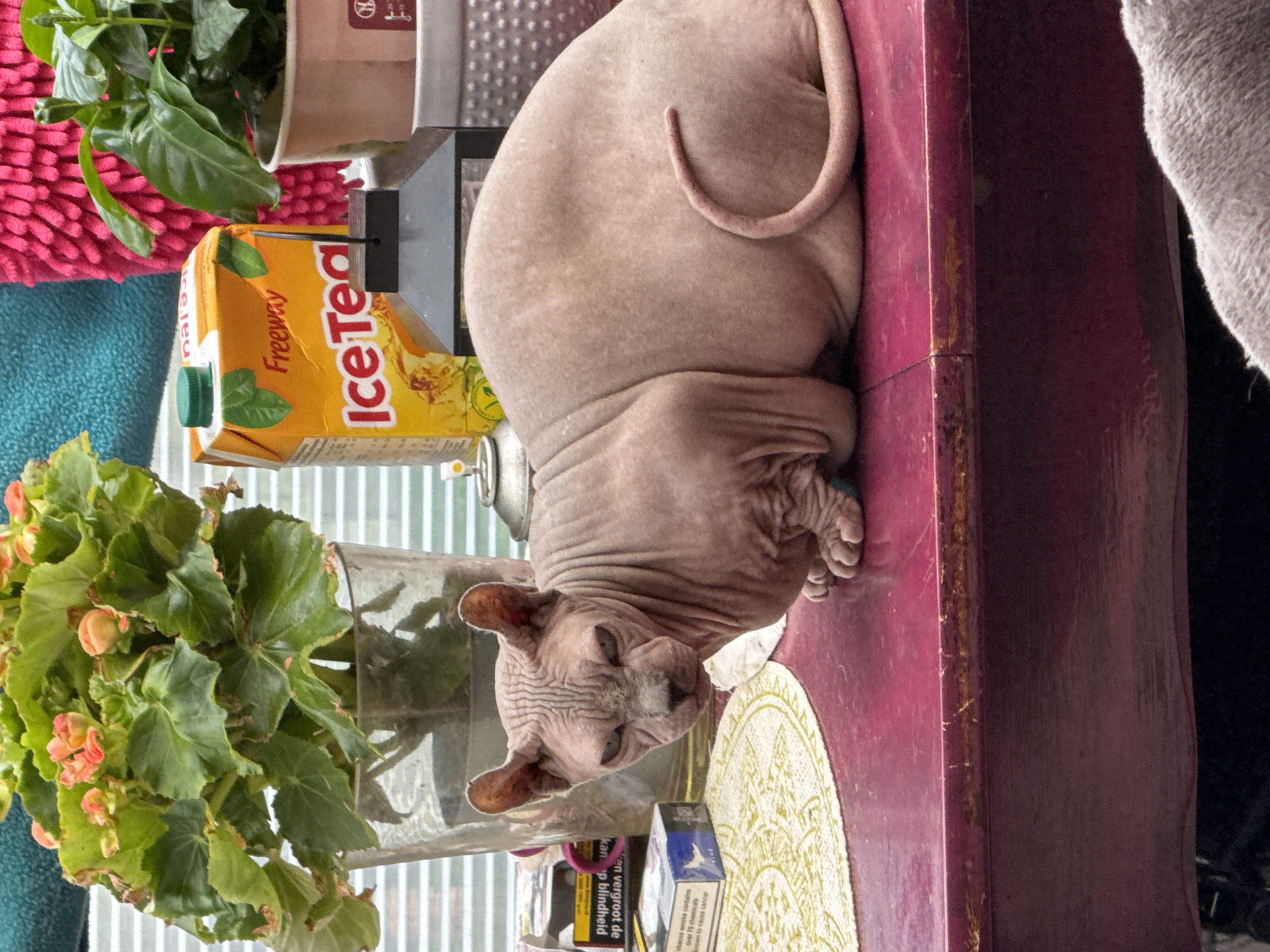 A hairless cat with pink skin and large ears sits on a maroon table. The cat's eyes are narrowed, and its body is curled slightly. The cat is positioned in front of a glass vase containing a plant with green leaves and small orange flowers. To the right of the vase is an orange juice carton labeled "Freeway Ice Tea" and a black decorative lantern. Behind the cat and to the left, there are several items, including a pack of cigarettes and a yellow placemat. The table has a worn surface with visible scratches. In the background, a textured pink object and blinds are visible.