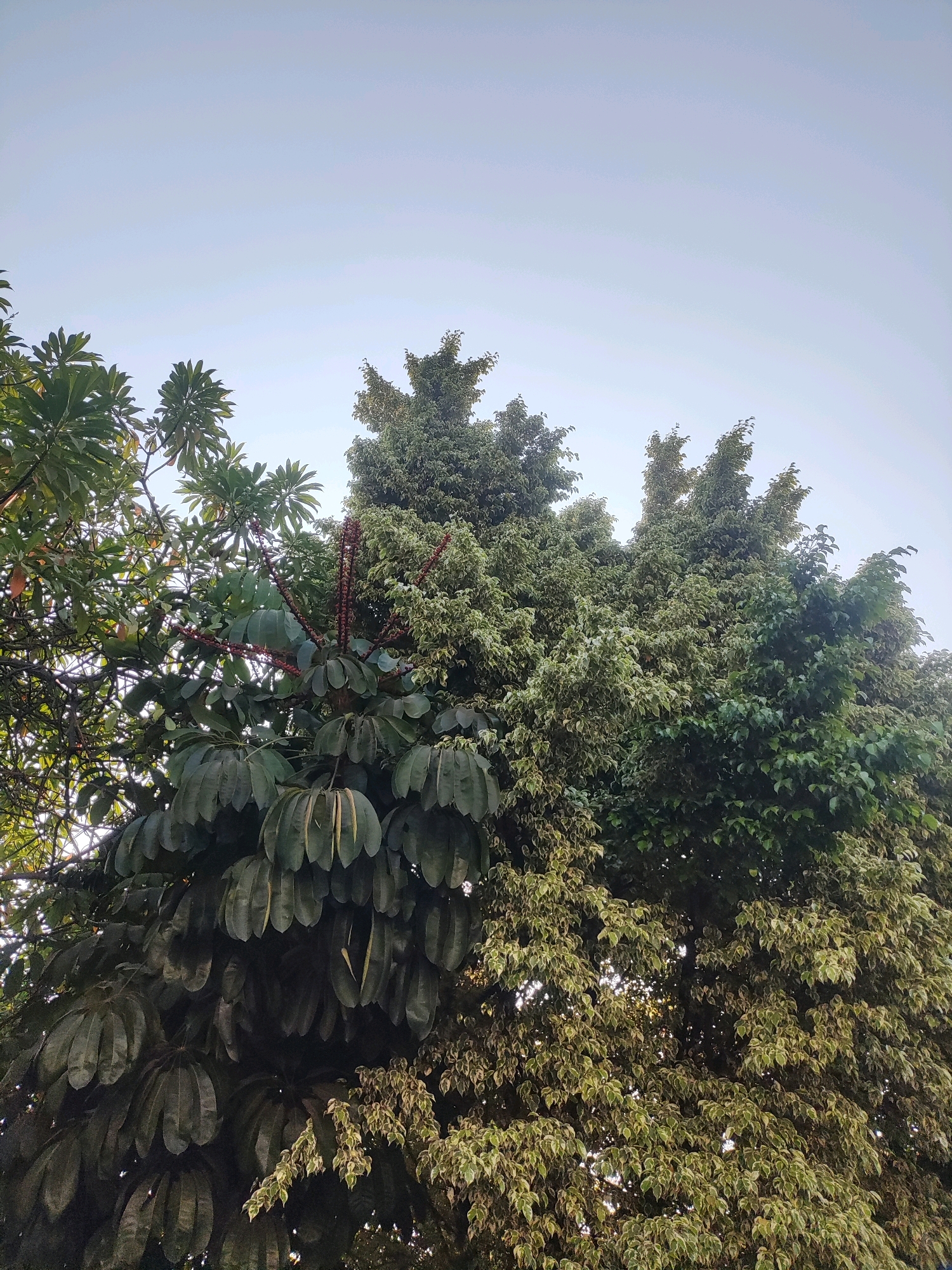 The image shows the tops of several trees against a pale sky, suggesting an outdoor scene in East Jakarta, Indonesia. On the left, a tree with large, dark green leaves, possibly a Schefflera species, is visible. Its leaves are compound, with several leaflets radiating from a central point. In the center and right, two other trees are prominent. One has a mix of green and variegated leaves, giving it a dappled appearance. The other tree is denser and primarily green. The sky is overcast or hazy, with no distinct clouds. The lighting is soft, indicating it is likely early morning or late afternoon. No people or animals are present. The scene is peaceful and natural, with the focus entirely on the foliage and sky.
