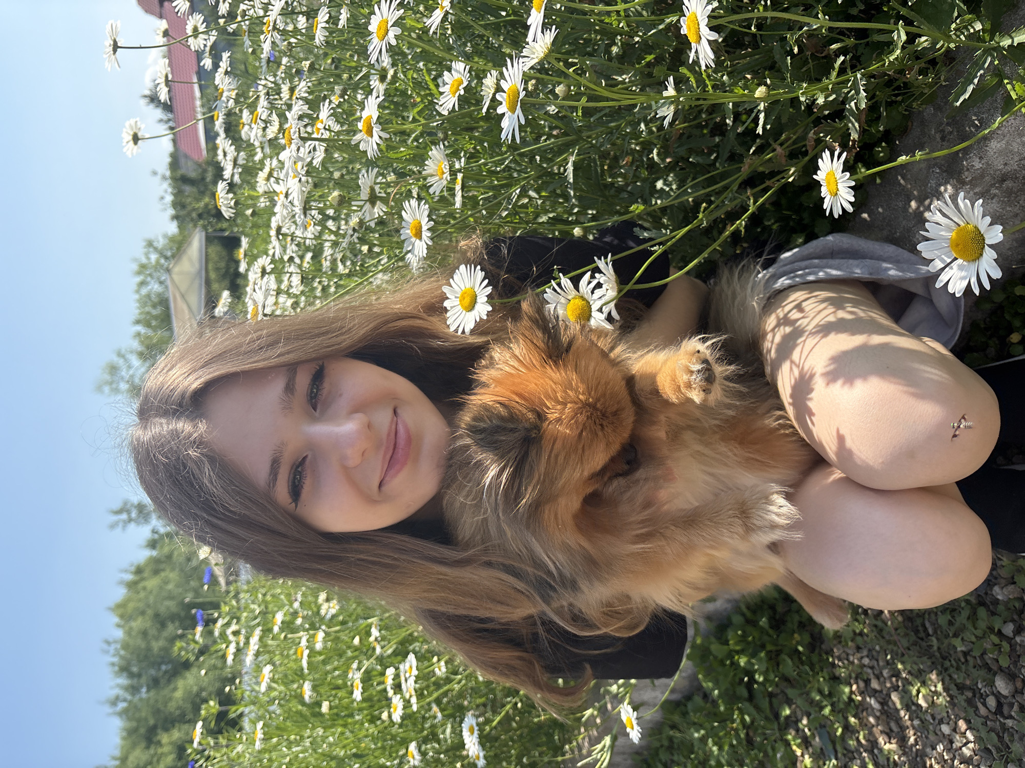 A young woman with long brown hair is holding a small, fluffy dog in her arms. She is outdoors, surrounded by a field of white daisies and green foliage. The woman is smiling gently at the camera, and the dog is nestled into her embrace, looking content. The scene suggests a warm, sunny day, likely in the late morning or afternoon, given the bright sunlight casting shadows. The background includes some greenery and a hint of a building, possibly a house, with a red roof, indicating a rural or suburban setting. The overall mood is peaceful and joyful, capturing a moment of companionship and simple pleasure. The image is oriented vertically, with the woman and dog occupying the central portion of the frame, framed by the vibrant flowers and natural surroundings. There is no visible text in the image.