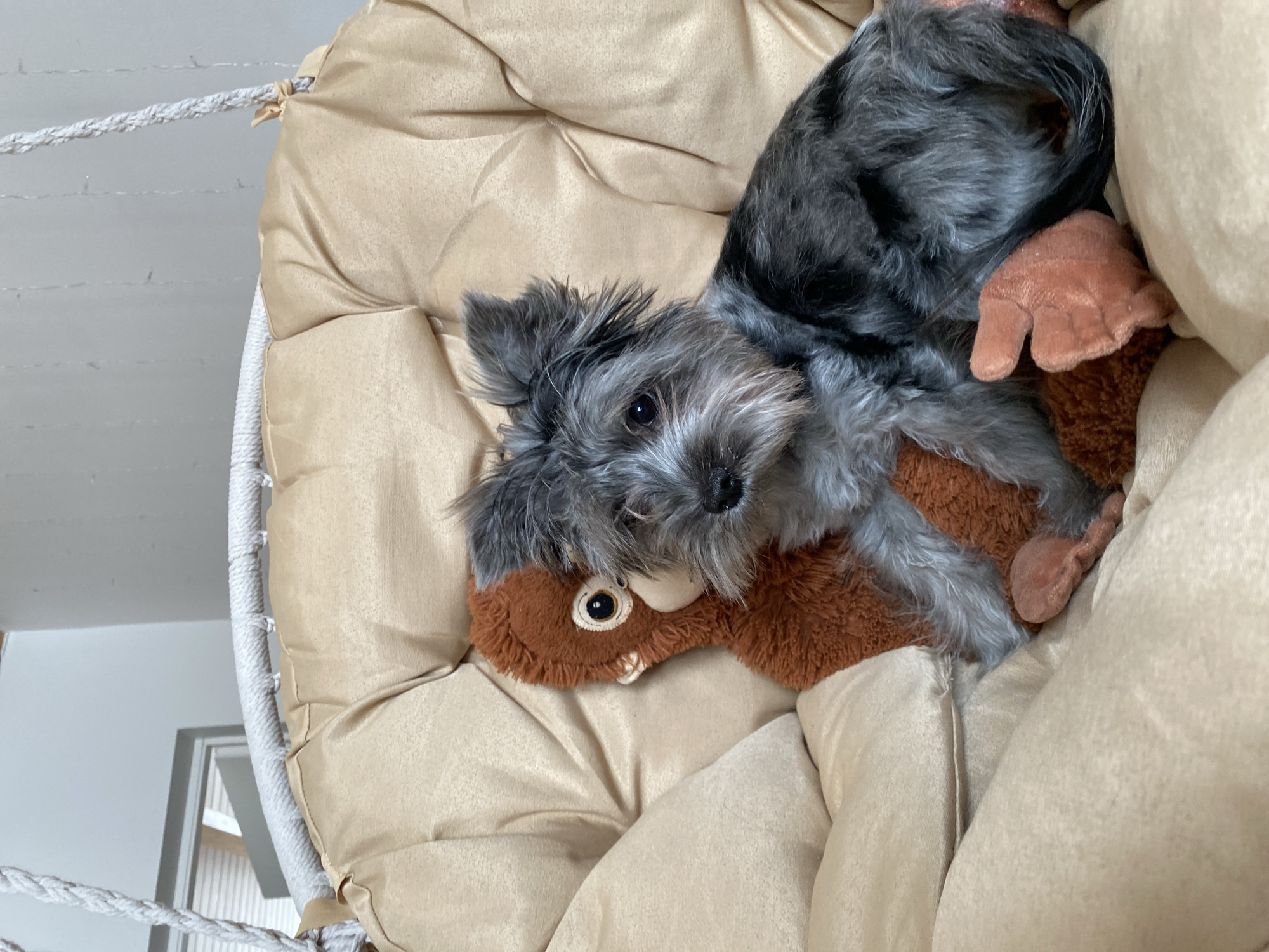 A medium shot presents a small, gray, fluffy dog with dark eyes, lying on top of a brown stuffed animal with light-colored eyes. The dog and stuffed animal rest on a tan cushioned seat. The seat appears to be part of a hanging chair, with white rope visible to the left. A glimpse of a white wall and door frame can be seen in the background. There is no indication of the specific location being the city of Chaikovsky, Russia.