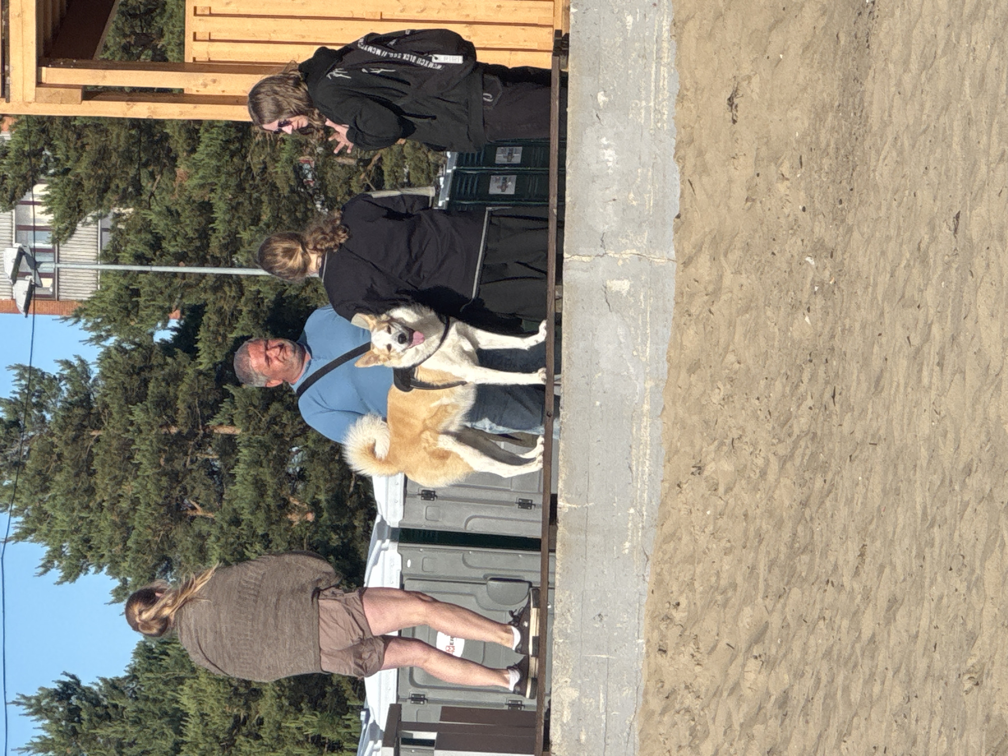 In Tallinn, Estonia, on a sunny day, a group of people are gathered near portable toilets. A woman with long, blonde hair pulled into a ponytail is seen from behind, wearing a brown, oversized sweater and shorts. She is standing near a wooden structure. Further along, a man wearing a blue shirt is standing next to a medium-sized dog. The dog, light brown and white with a wagging tail, is looking forward with its tongue out. Behind the man and the dog are two portable toilets. Another woman in a black jacket and dark pants is standing near the portable toilets, looking down at something. The scene appears to be outdoors, possibly at a beach or park, given the sandy ground visible on the right side of the image and the presence of trees. The lighting suggests it is daytime, likely morning or afternoon. There is no visible text in the image.