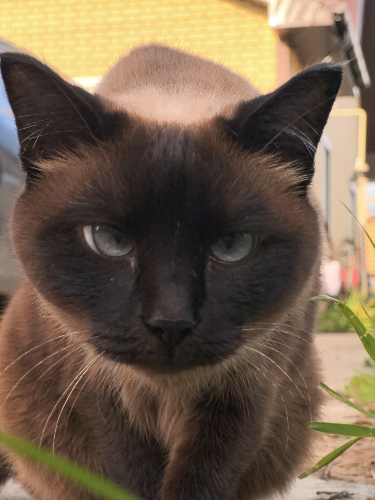 A close-up shot focuses on the head and upper chest of a Siamese cat. The cat is looking directly at the camera with piercing blue eyes. Its fur is a mix of brown and black, with darker coloring on its face and ears. The background is blurred, showing a yellow brick wall and some greenery. The cat is likely outdoors, given the natural lighting and the presence of plants. There is no information in the image to suggest the location is specifically the city of Горный, Russia.