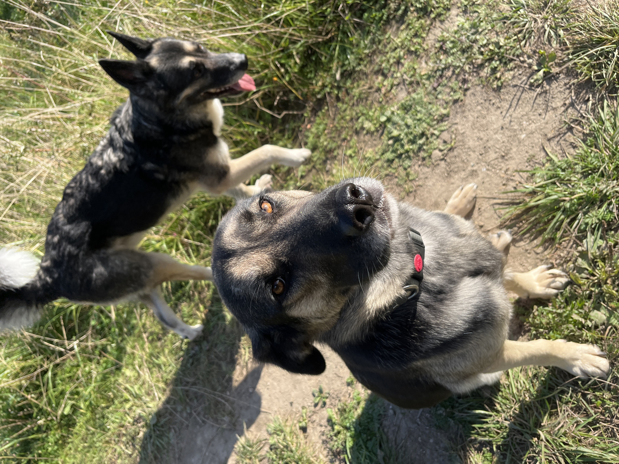 Two dogs are in a grassy, outdoor area with a dirt path. The dog in the foreground is sitting and looking directly at the camera. It is a medium-sized dog with grey and black fur and amber eyes. It is wearing a red collar. The second dog is standing behind the first dog, facing away from the camera, with its mouth open and tongue out. It is a larger dog with black, grey, and tan fur. The area appears to be a park or a trail. There is no specific indication of the city of Nizhny Tagil, Russia, within the image.