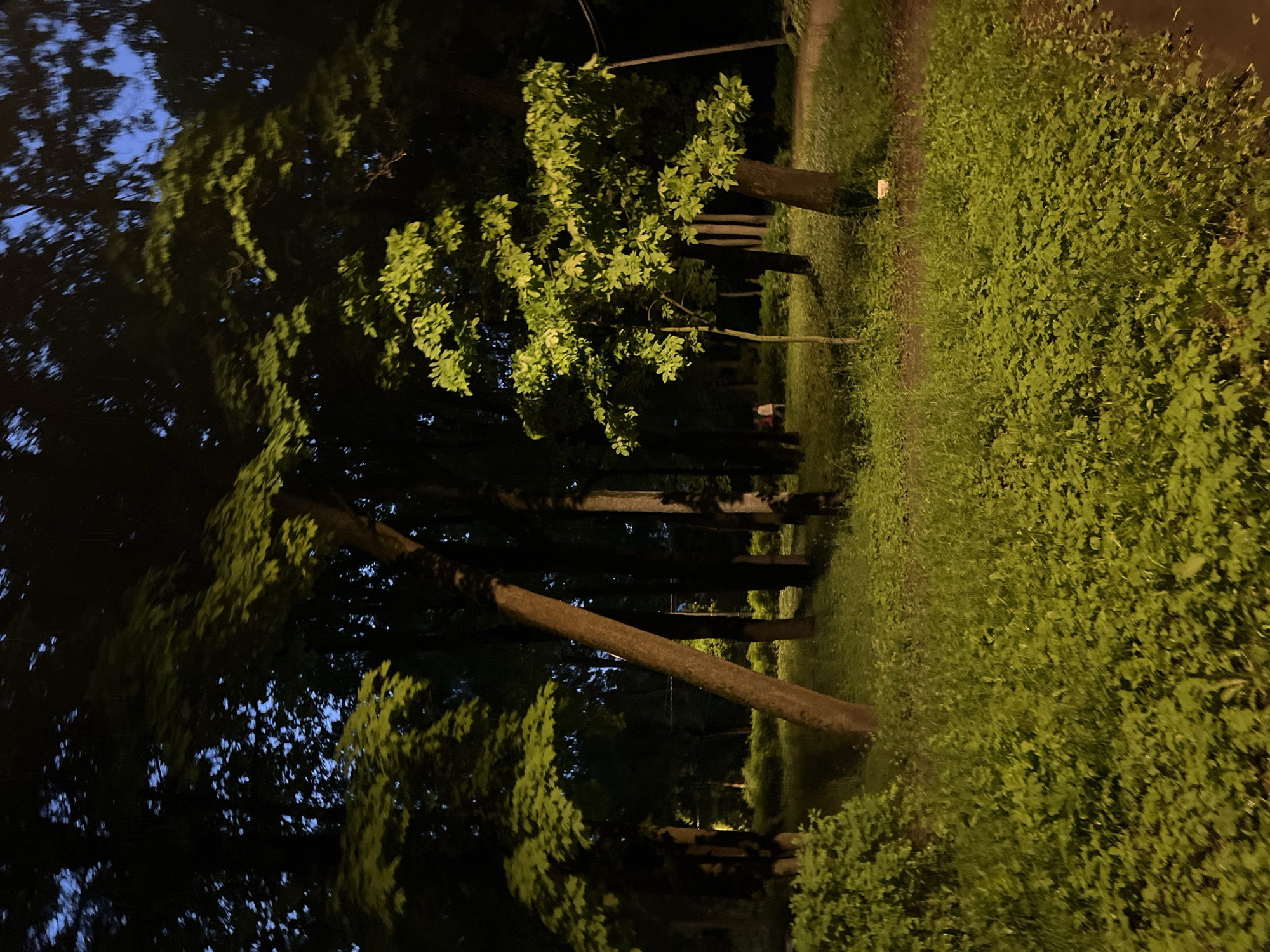The image depicts a park scene at dusk or night, with trees and dense green foliage illuminated by artificial light, casting long shadows. The sky visible through the tree canopy is a deep blue. In the background, two individuals are faintly visible, standing near a pathway. The ground is covered with lush green grass and low-lying plants. The scene appears to be a natural or landscaped area within a city, possibly a park or a garden. The specific location in Saint Petersburg, Russia cannot be determined from the visual information provided.