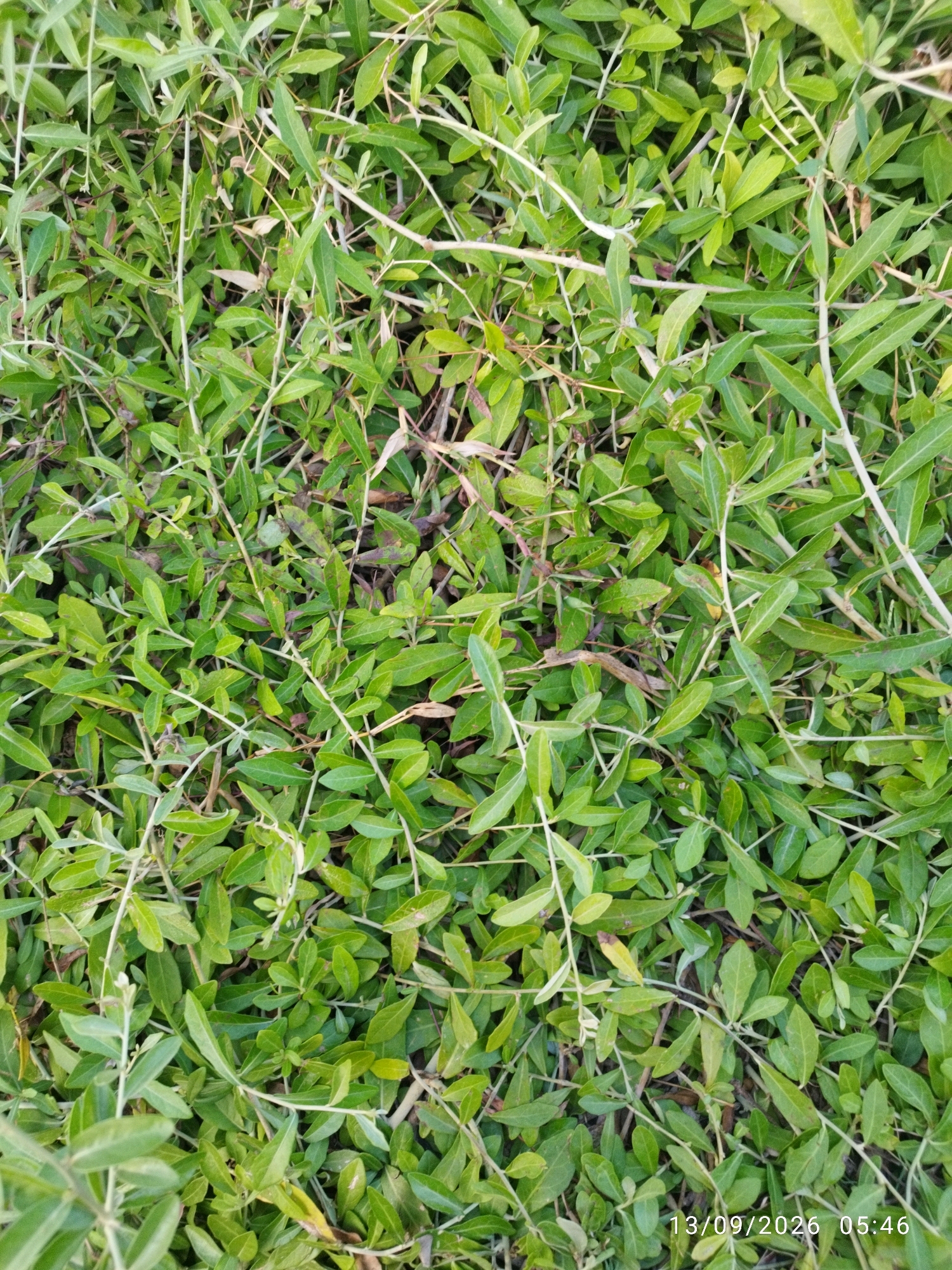 The image is a close-up, top-down view of a dense ground cover of green foliage. The leaves are small, oval-shaped, and have a slightly glossy appearance. Thin, light-colored stems weave through the leaves, creating a tangled network. Some dried brown leaves and twigs are interspersed among the green vegetation. The lighting suggests it is daytime, with subtle shadows indicating a natural light source. The timestamp in the lower right corner reads "13/09/2026 05:46," implying the image was taken on September 13, 2026, at 5:46 AM. The scene appears to be an outdoor natural environment, likely a park, garden, or undeveloped area within the city of Mojokerto, Indonesia. There are no people or identifiable structures visible.
