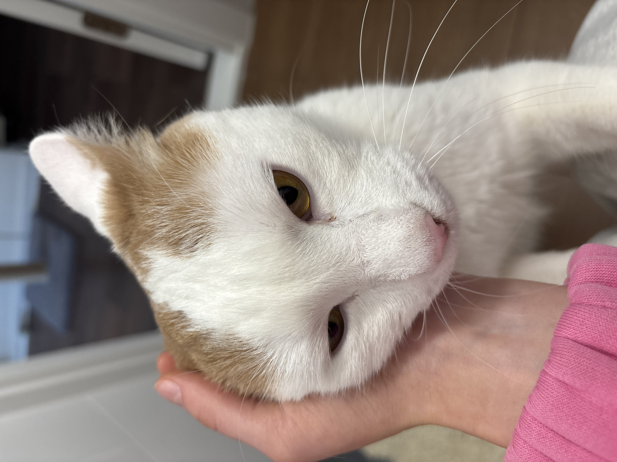 A close-up, slightly angled, indoor shot shows a white and tan cat lying on a person's hand. The cat's head is turned, with its eyes partially open. The cat has white fur with tan patches on the top of its head and ears. Its eyes are amber. Long, white whiskers extend from its face. The person's hand is pale skin, and they are wearing a pink long-sleeved shirt or sweater. A window frame is visible in the background, suggesting an indoor setting. The location in Murino, Russia is not apparent from the image.