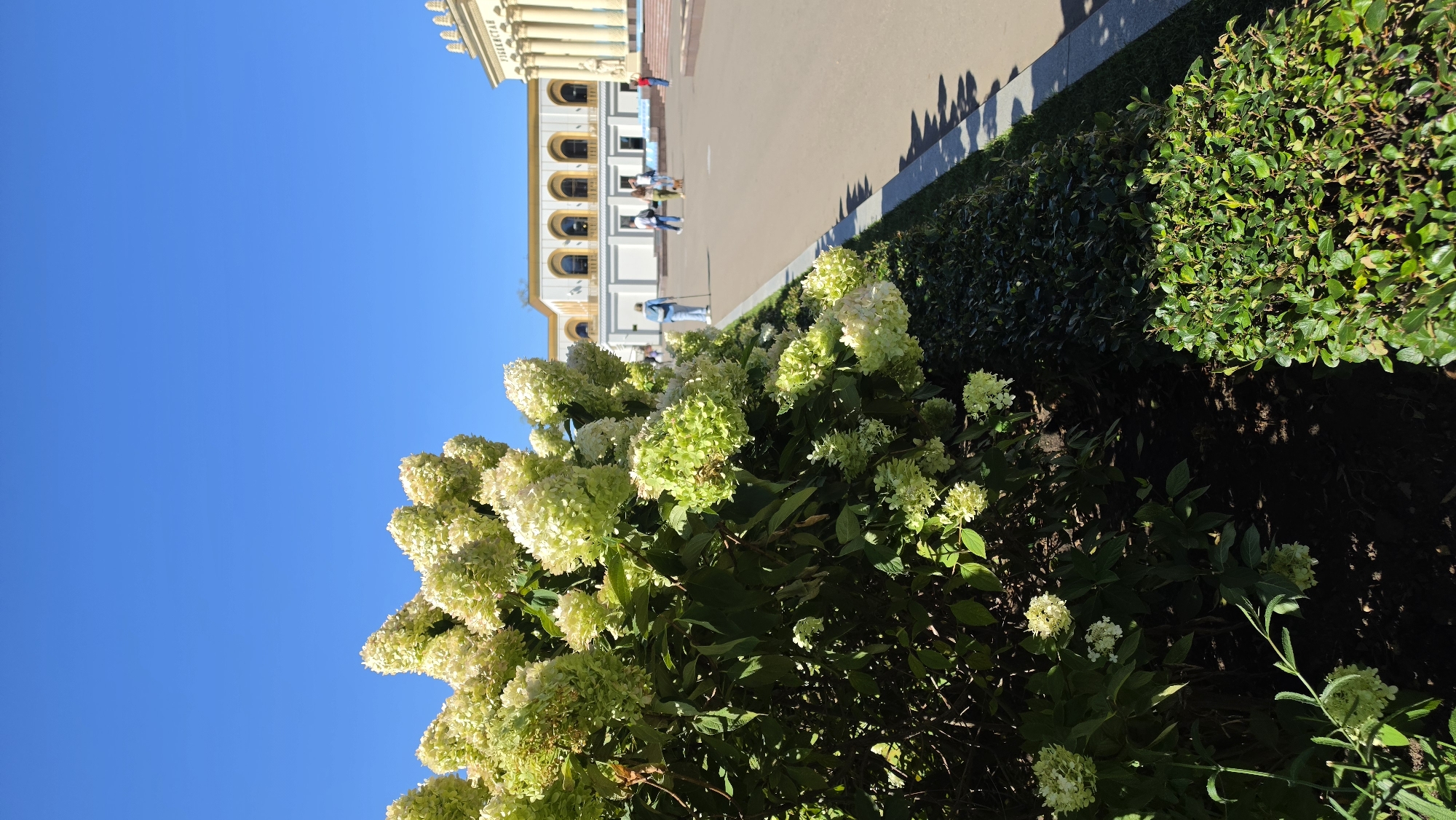 The image depicts a sunny day in an outdoor urban setting, likely a park or public square, with a clear blue sky dominating the upper portion. In the foreground, a large bush with clusters of white and light green flowers takes center stage, its leaves lush and green. Adjacent to this bush, a neatly trimmed green hedge runs along a paved pathway.
Further back, a light-colored building with arched windows and a colonnaded facade is visible, suggesting an architectural style common in public spaces. The building has text on it which appears to be "УЗБЕКИСТАН" (Uzbekistan), implying this might be the Uzbekistan pavilion at VDNKh (Exhibition of Achievements of National Economy) in Moscow, Russia, a location known for its distinctive pavilions and park-like atmosphere.
Several people are present in the mid-ground, walking along the pathway. One individual in the distance is using a walking stick. The sunlight casts distinct shadows on the pavement, indicating the time of day. The ground is a mix of paved areas and soil. The overall scene conveys a peaceful, pleasant atmosphere, typical of a well-maintained public exhibition space or park.
