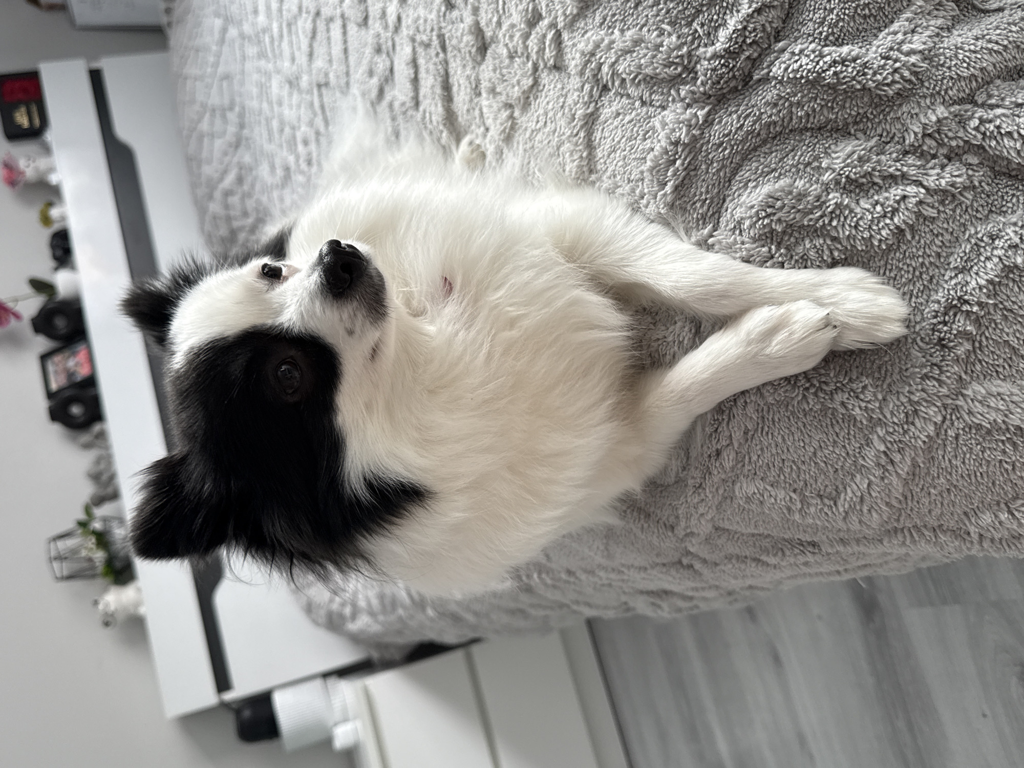 A small, long-haired dog, exhibiting a black and white coat, lies on a light grey, textured blanket covering a bed. The dog's front paws are crossed, and its head is turned towards the right with open eyes. Prominent black markings are visible on its head, specifically around the left eye and ear, while its body fur is primarily white. A small, reddish lesion is identifiable on the dog's chest. The background reveals a white headboard, above which a white shelf supports various decorative items: a white ceramic frog figurine, a small plant in a metallic, cage-like pot, and other blurred objects. A white bedside table with a white lamp is partially visible to the left. Light-colored plank flooring is visible on the far left. The scene is set within a residential bedroom in Stara Zagora, Bulgaria.