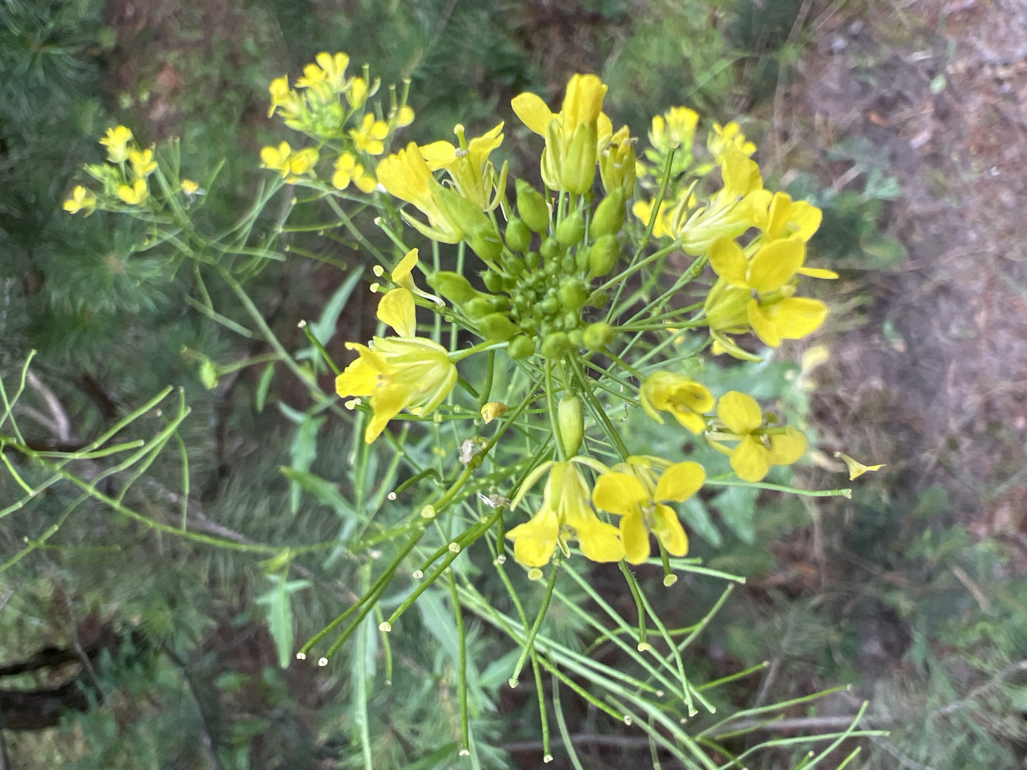 A cluster of yellow flowers with green seed pods is in focus in the center of the image. The flowers are small and delicate, with four petals each. They are attached to long, thin green stems that branch out from a central point. The background is a blur of green foliage and brown earth, suggesting an outdoor setting. The lighting is natural and appears to be daylight.