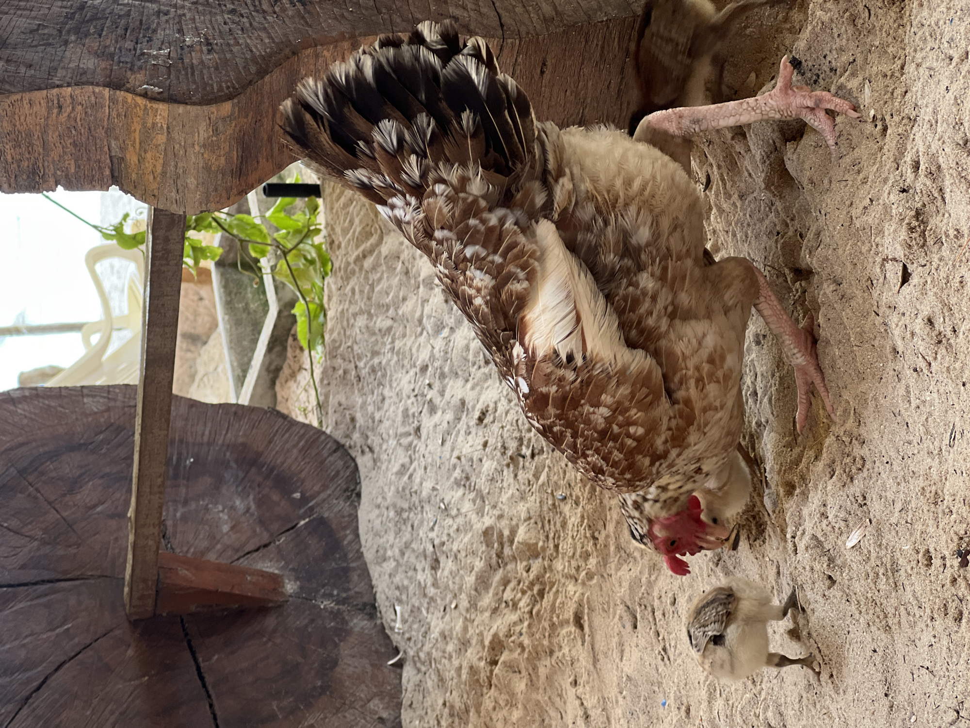 A hen stands on a sandy ground next to a chick. The hen is facing downwards, with its head close to the chick. A wooden table stands to the left of the hen and chick. A wall is in the background.