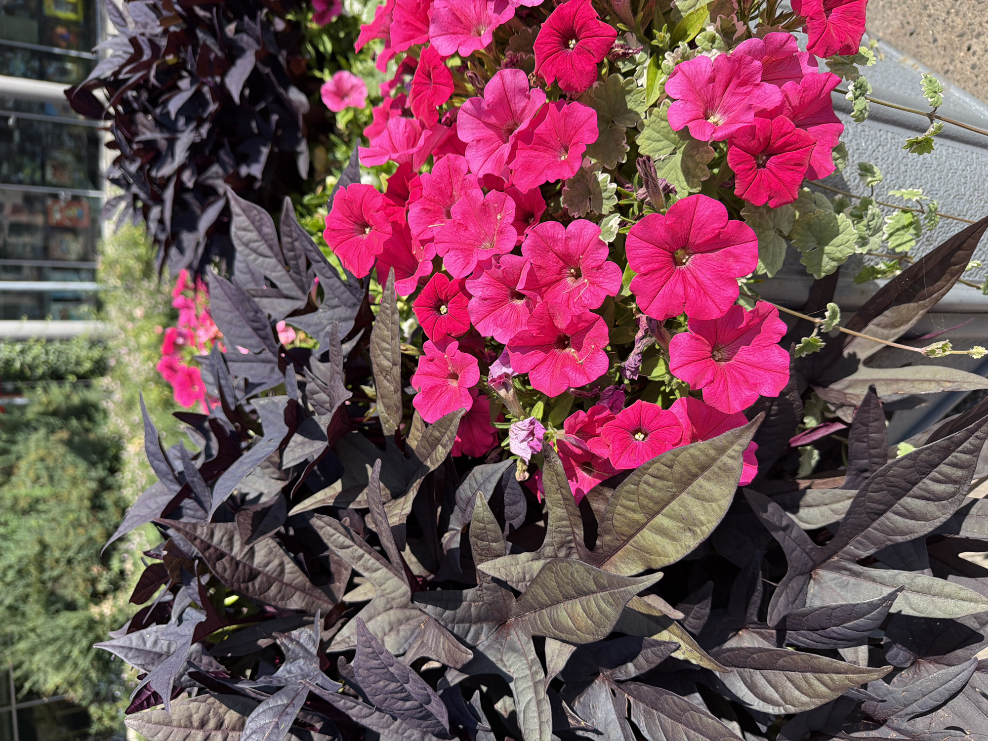 The image shows a close-up of a planter filled with plants and flowers. Dominating the foreground are dark purple, heart-shaped leaves of what appears to be ornamental sweet potato vine (Ipomoea batatas 'Blackie' or similar). Interspersed among the dark leaves are numerous bright pink petunias. The petunias are trumpet-shaped and have five petals with darker veins radiating from the center. Some of the petunias are fully open, while others are still in bud or partially closed. The planter itself is a grey, textured container, possibly made of concrete or a similar material, with visible edges and a rustic appearance. In the background, out of focus, are hints of green foliage, possibly trees or shrubs, and the blurred reflection of a building with windows, suggesting an urban or park setting. The lighting indicates it is daytime, with sunlight casting shadows and highlighting the textures of the leaves and petals. There are no people or animals visible in the image. The overall impression is a vibrant display of contrasting colors and textures in a well-maintained outdoor setting, likely a public space in Bayreuth, Germany, given the user's prompt.