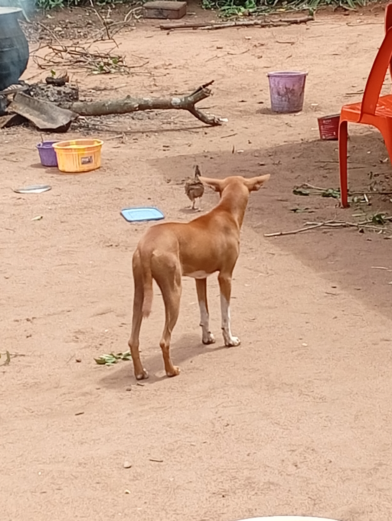 The image depicts an outdoor scene in a dusty, open area that is consistent with the typical ground conditions in the city of Adda, Nigeria. In the foreground, a medium-sized, light brown dog stands facing away from the camera, with its head turned slightly to the left. The dog has large ears and is standing on its hind legs, with its tail held low. Behind the dog and slightly to the left, a smaller, brown bird, possibly a chicken, is visible.
Scattered around the ground are various objects. To the left of the dog, there are two plastic containers, one purple and one yellow. Further back, a large, dark, pot-like object is partially visible, along with some burnt wood or charcoal, suggesting a fire pit. A fallen tree branch lies horizontally across the middle ground. In the background, a bright orange plastic chair is positioned to the right. Other scattered debris and vegetation are present throughout the scene. The overall environment suggests a rural or semi-rural setting.