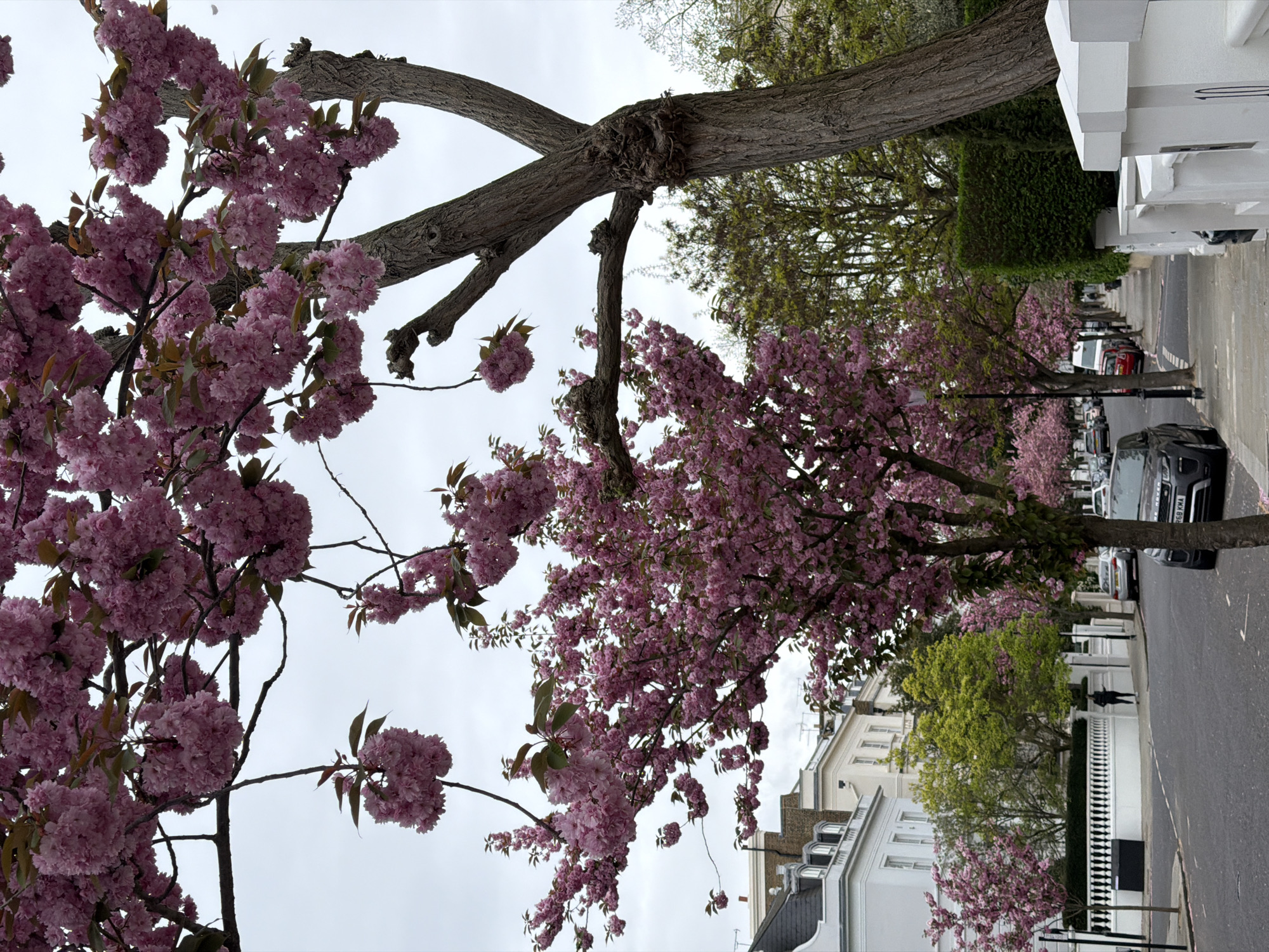 The photograph captures a street scene in London, United Kingdom, characterized by rows of houses and blossoming trees. The perspective is angled upwards, focusing primarily on the flowering branches that overhang the street. The flowers are a vibrant pink, contrasting against the overcast sky. The trunks and branches of the trees are visible, with one prominent branch appearing to intersect another. Along the street, parked cars line the curb, including a black Range Rover. The architecture consists of white-painted buildings with varied rooflines and architectural details. A small number of pedestrians are visible in the background. The overall environment suggests a residential area in the spring.